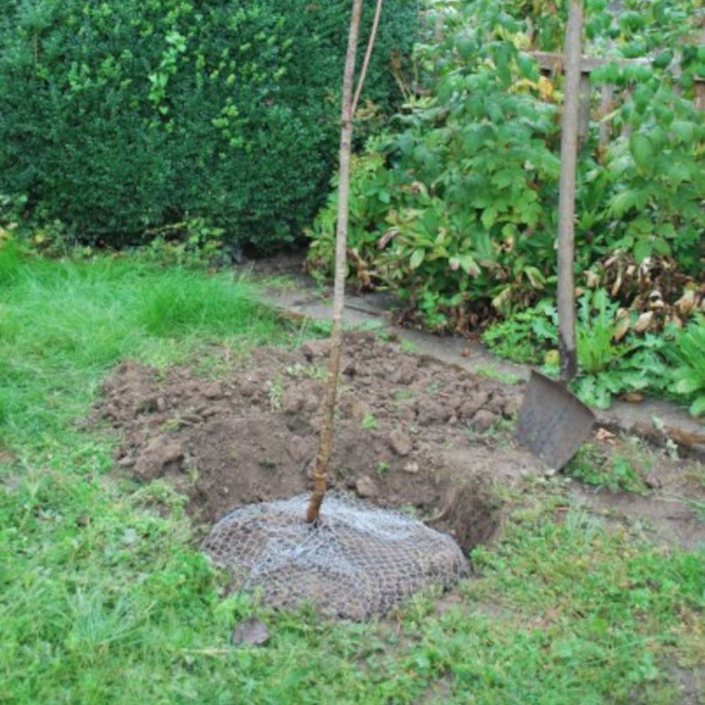 Ein kleiner Baum wird im Garten gepflanzt. Der Wurzelballen ist in Gitterstoff gewickelt und neben einem Erdloch positioniert.