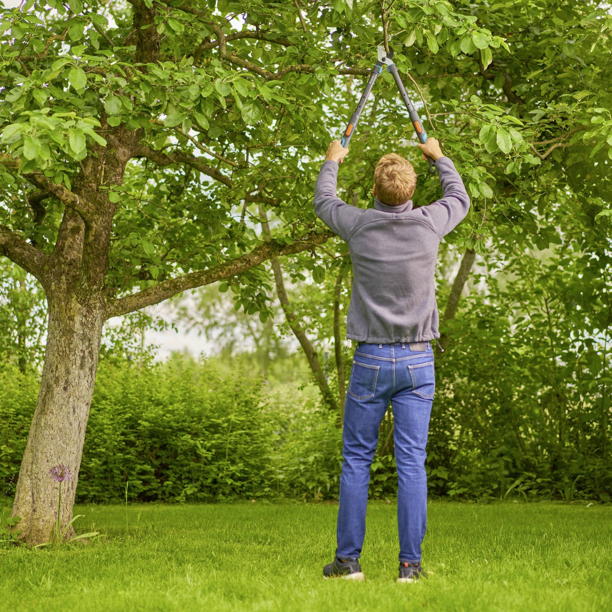 Ein Mann steht auf dem Rasen und schneidet mit einer Astschere Äste von einem Baum. Umgeben von grünem Laub und dichter Vegetation.