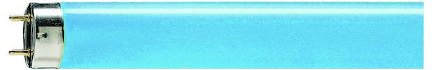 Eine türkise Leuchtstoffröhre mit Metallenden und zwei Stiften an einem Ende, vor einem weißen Hintergrund.