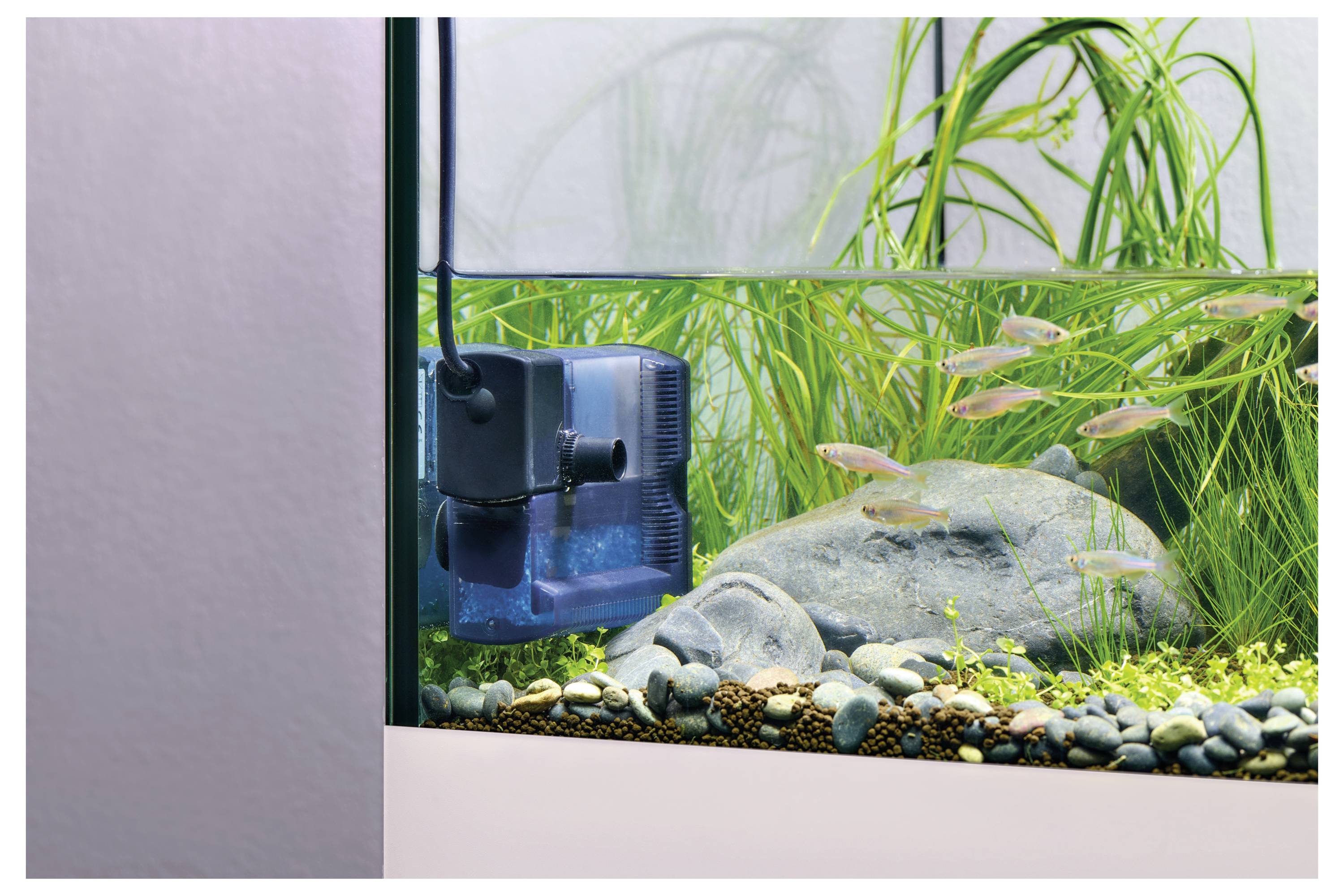 Ein Aquarium mit kleinen Fischen, einem Stein, Pflanzen und einem Wasserfilter auf der linken Seite, das eine typische Gestaltung eines Wasserlebensraums präsentiert.
