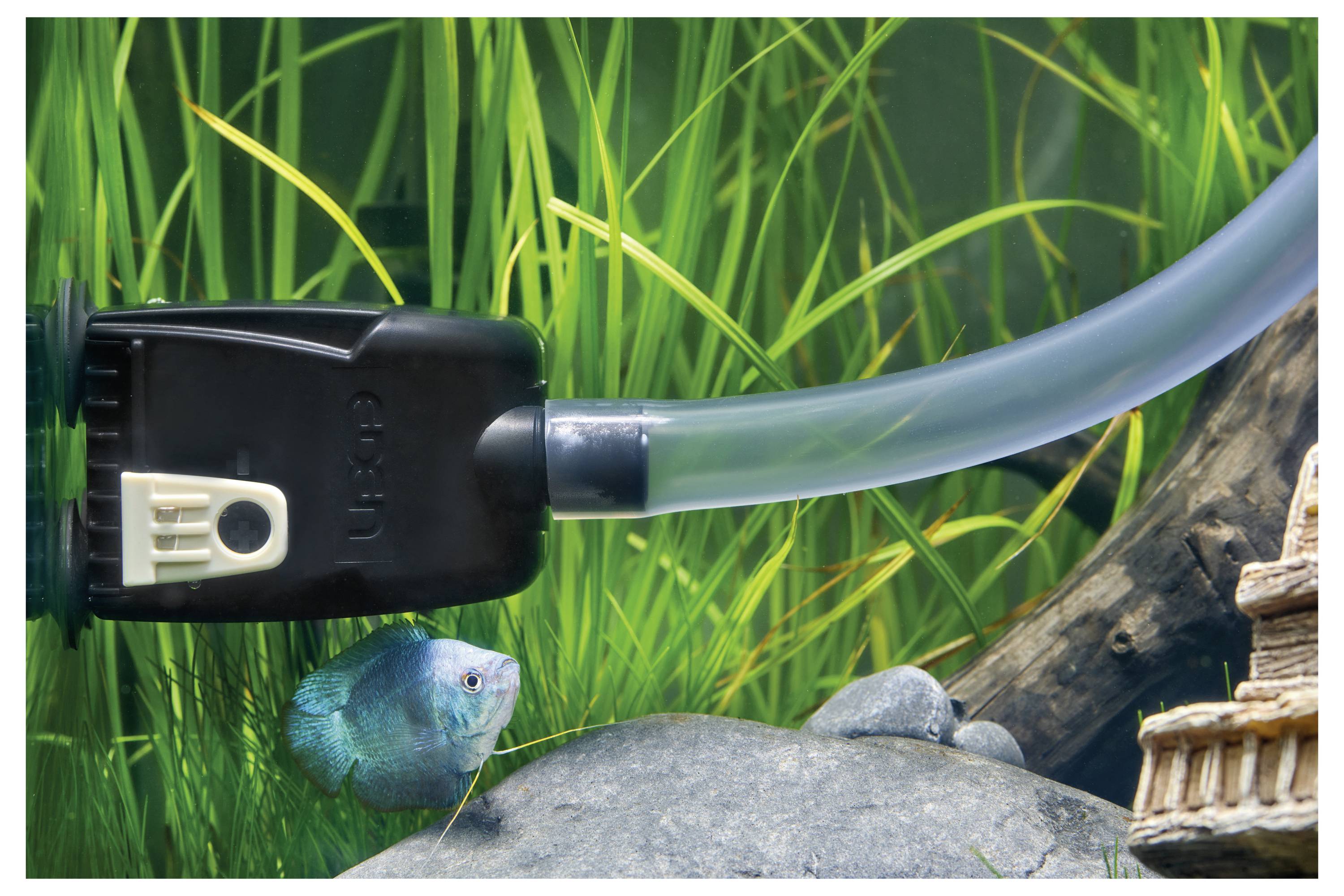 Ein kleiner blauer Fisch schwimmt in der Nähe eines Aquariumfilterrohrs in einem Becken mit grünen Pflanzen und Steinen und schafft eine lebendige Unterwasserszene.
