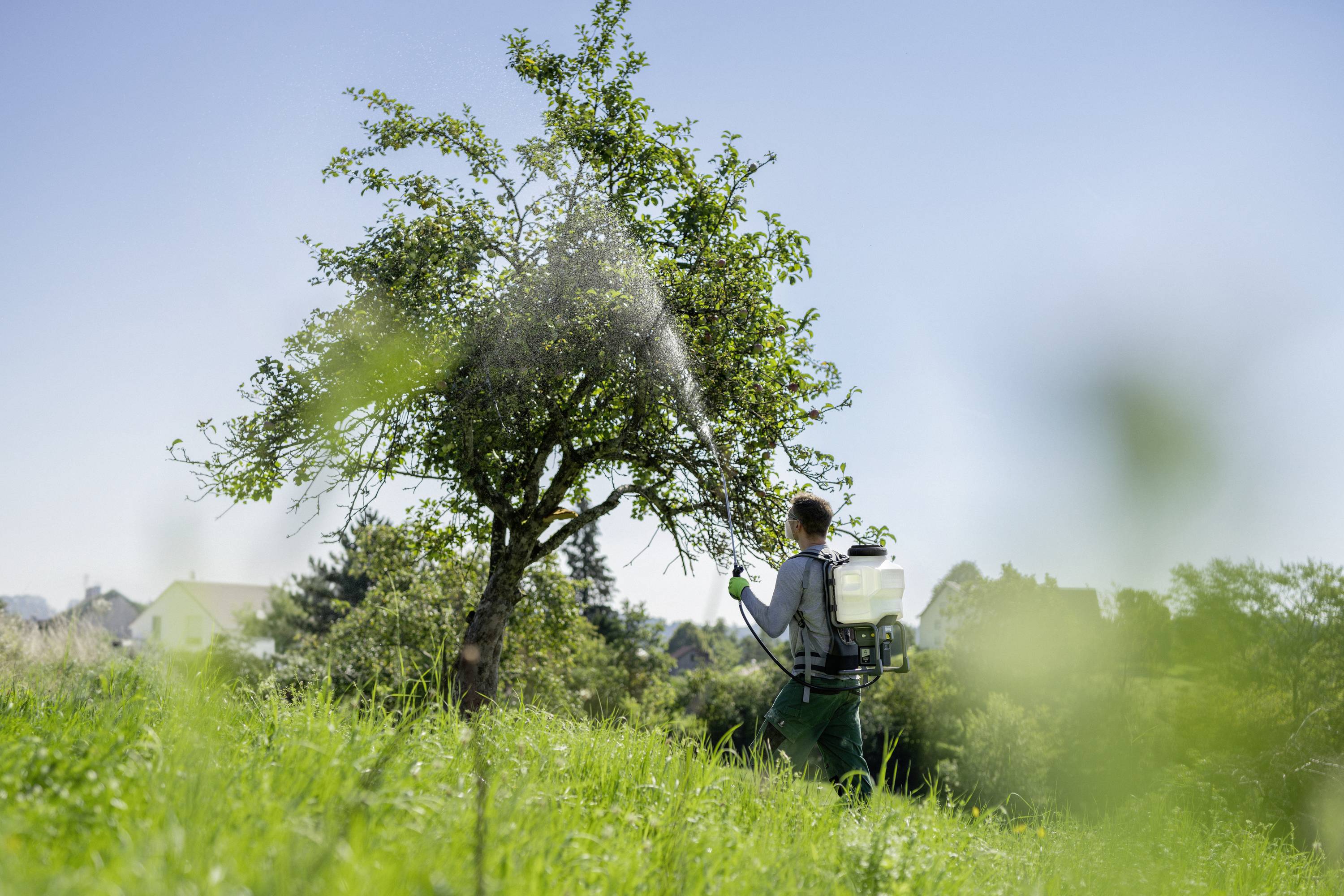 Eine Person sprüht mit einem Rucksackgerät einen Baum auf einer grünen Wiese bei klarem Himmel.