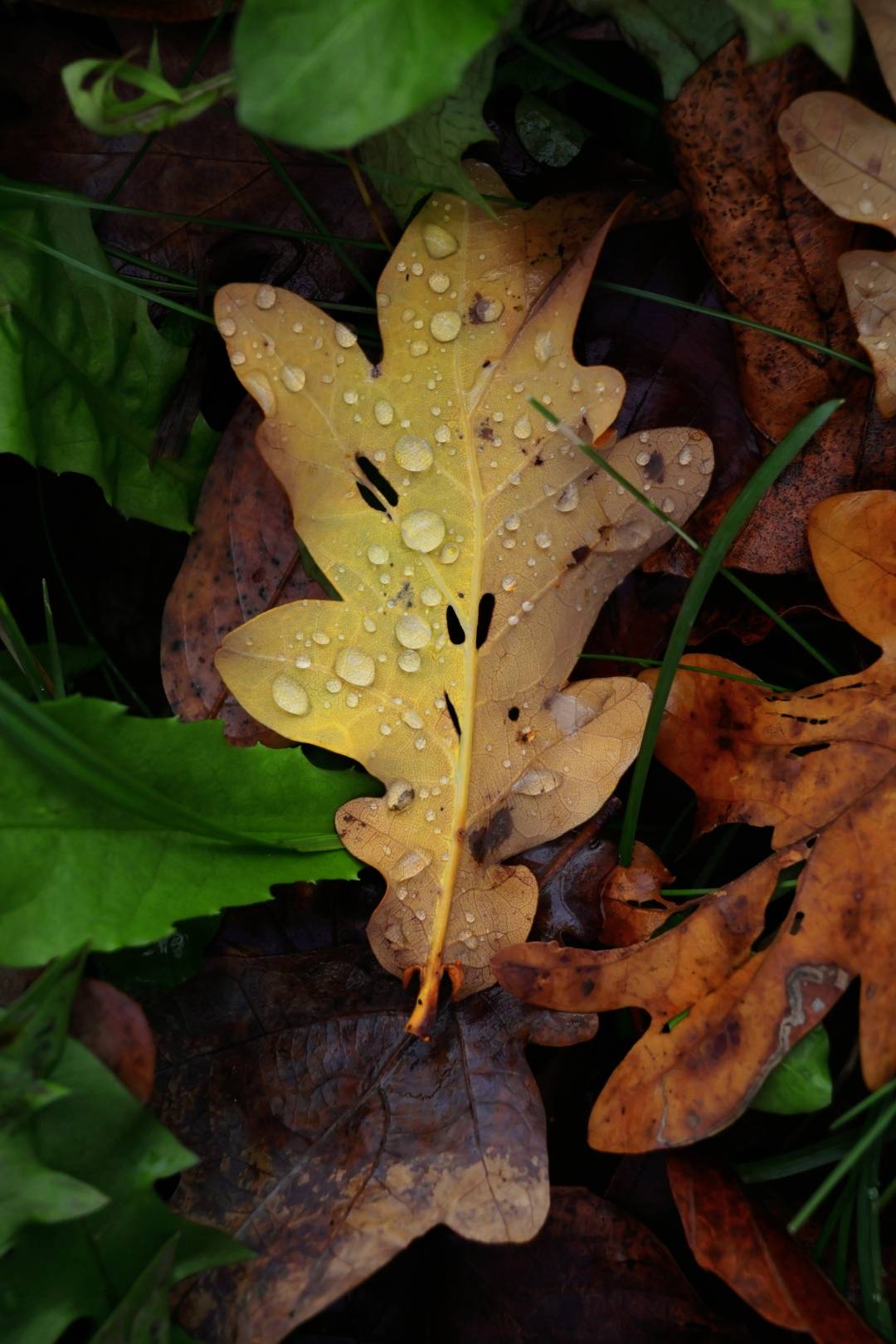 Ein gelbes Eichenblatt mit Regentropfen liegt auf anderen Herbstblättern. Grüne und braune Blätter rahmen das Bild ein.