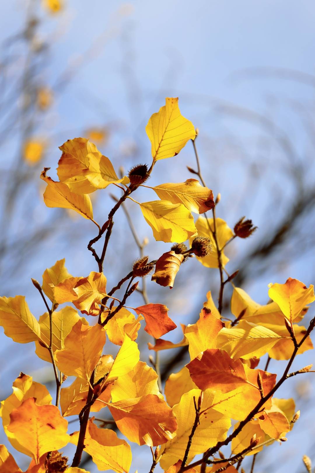 Gelbe Herbstblätter an Ästen vor blauem Himmel, im Sonnenlicht leuchtend.