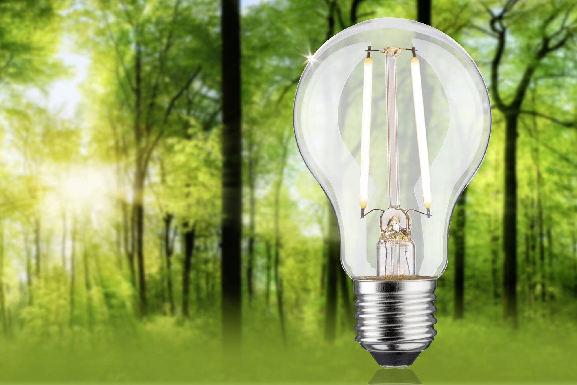 Eine Glühbirne schwebt vor einem unscharfen Waldhintergrund, symbolisiert die Idee von nachhaltiger Energie in der Natur.