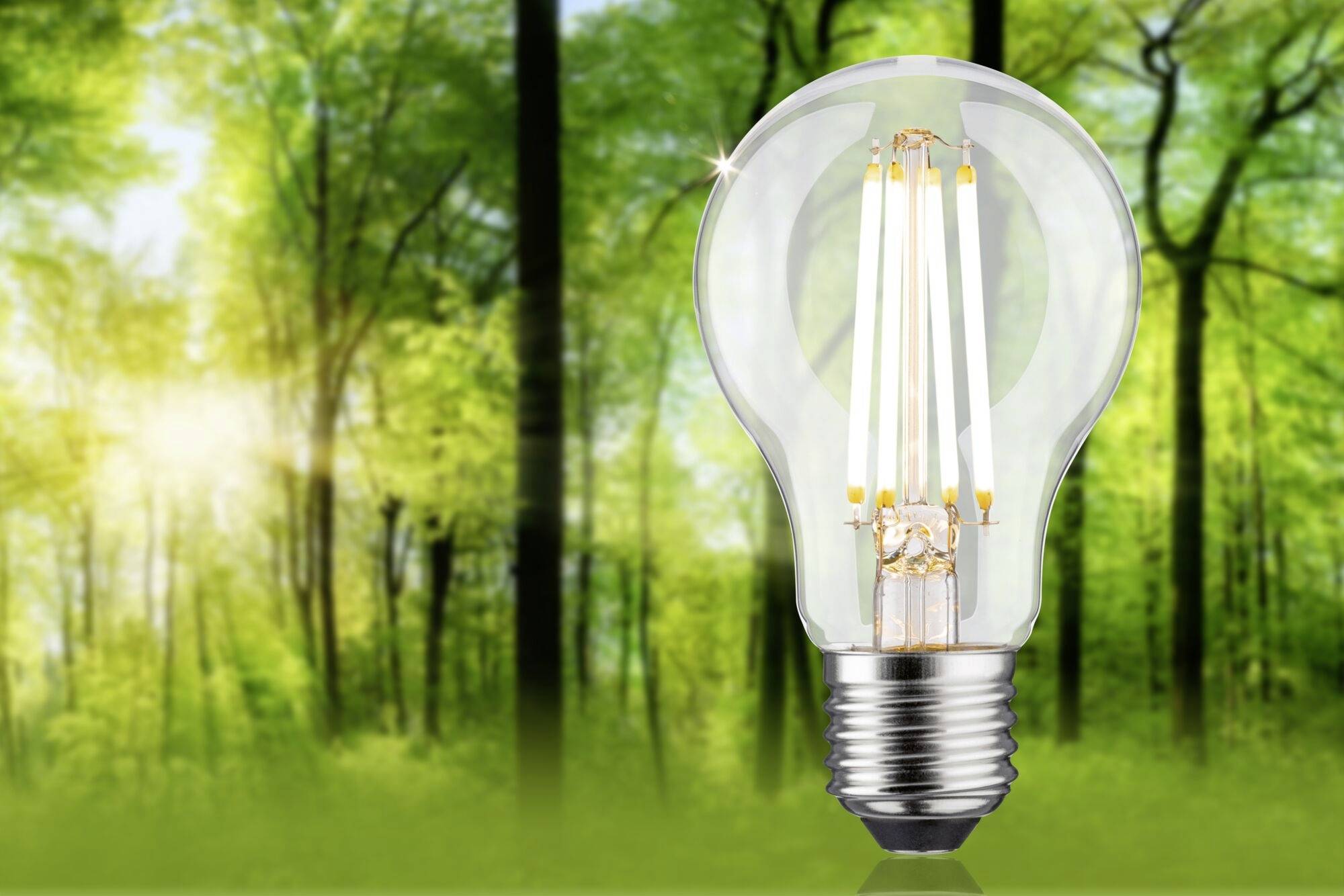 Eine Glühbirne schwebt in einem grünen Wald. Sie symbolisiert umweltfreundliche Energie und Naturverbundenheit. Licht fällt durch die Bäume.
