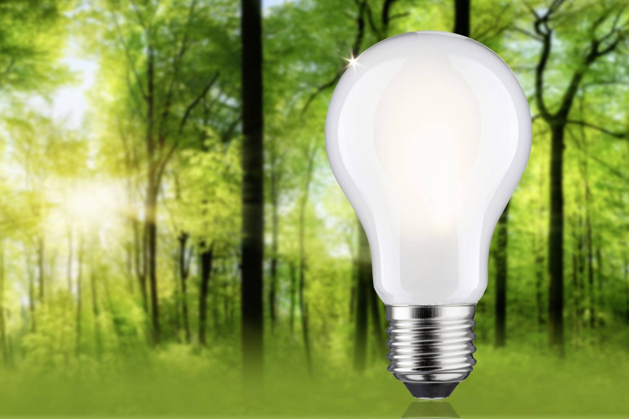 Eine Glühbirne schwebt vor einem bewaldeten Hintergrund, symbolisiert nachhaltige Energie in der Natur.