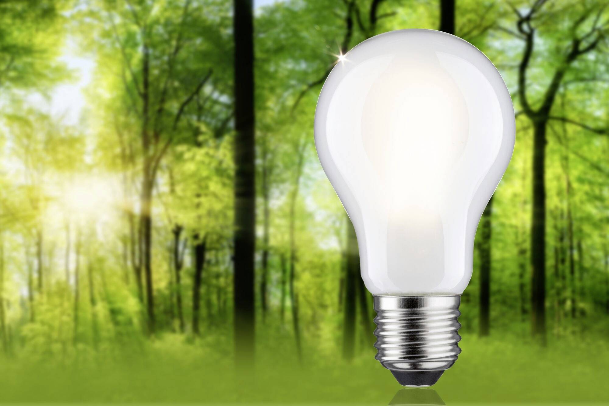 Eine Glühbirne schwebt vor einem Hintergrund aus grünem Wald, symbolisiert innovative Ideen und Nachhaltigkeit.