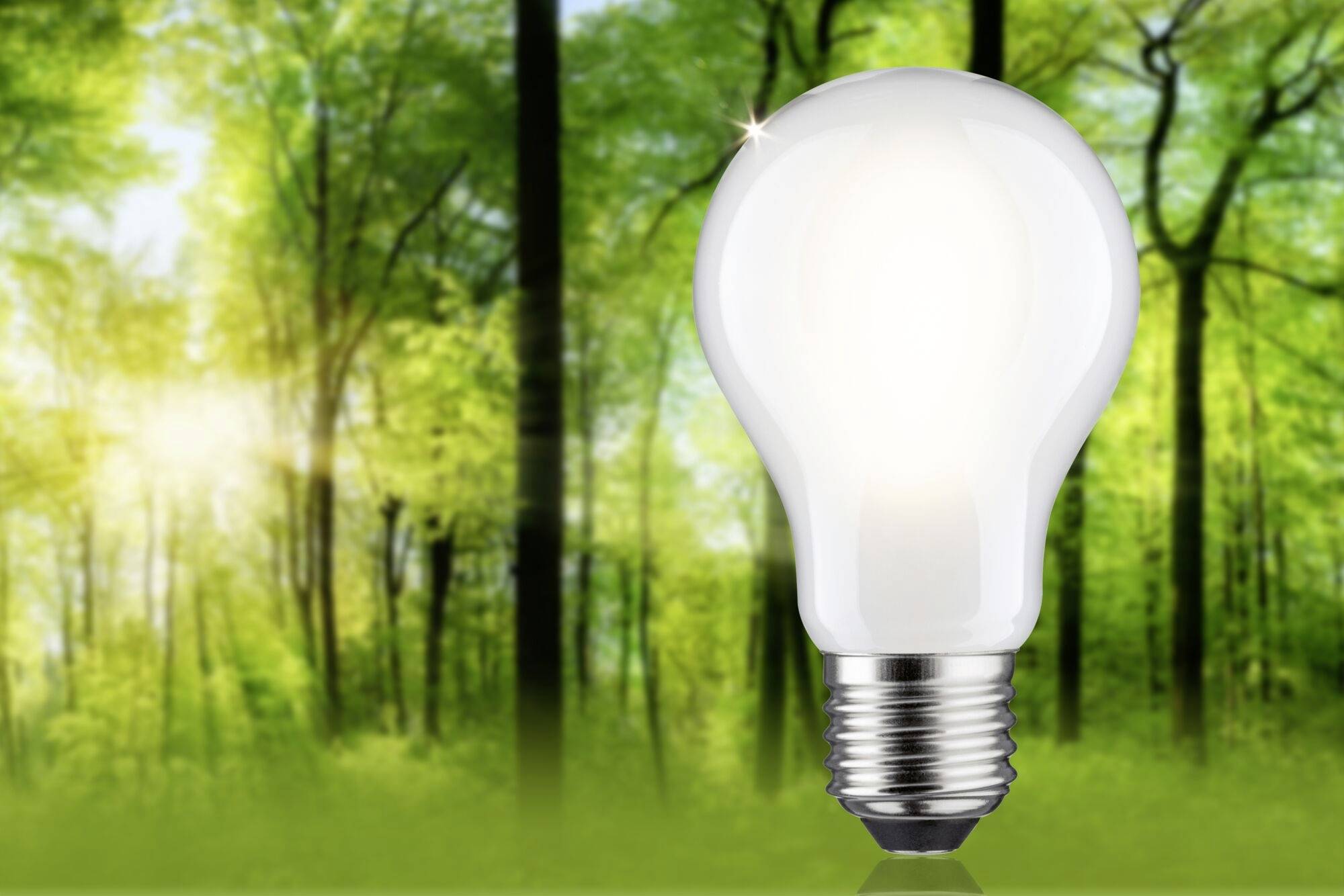 Eine leuchtende Glühbirne schwebt in einem grünen Wald, symbolisiert die Ideenfindung und Verbindung von Natur und Technik.