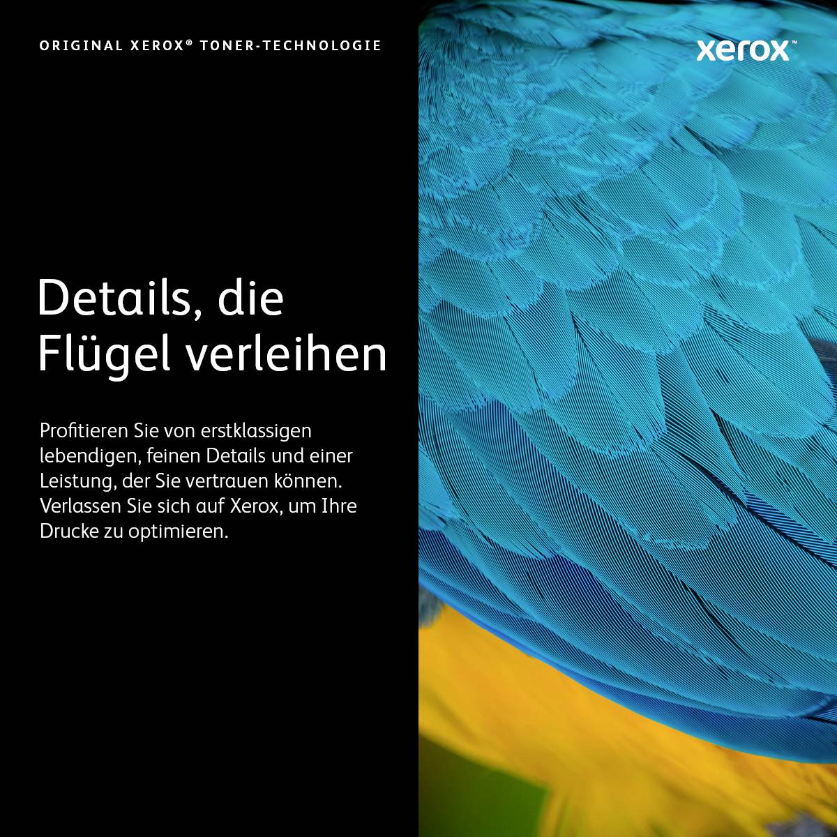 Naheaufnahme von bunten Vogelfedern mit Text: 'Details, die Flügel verleihen. Profitieren Sie von erstklassigen lebendigen, feinen Details und einer Leistung, der Sie vertrauen können. Verlassen Sie sich auf Xerox, um Ihre Drucke zu optimieren.'