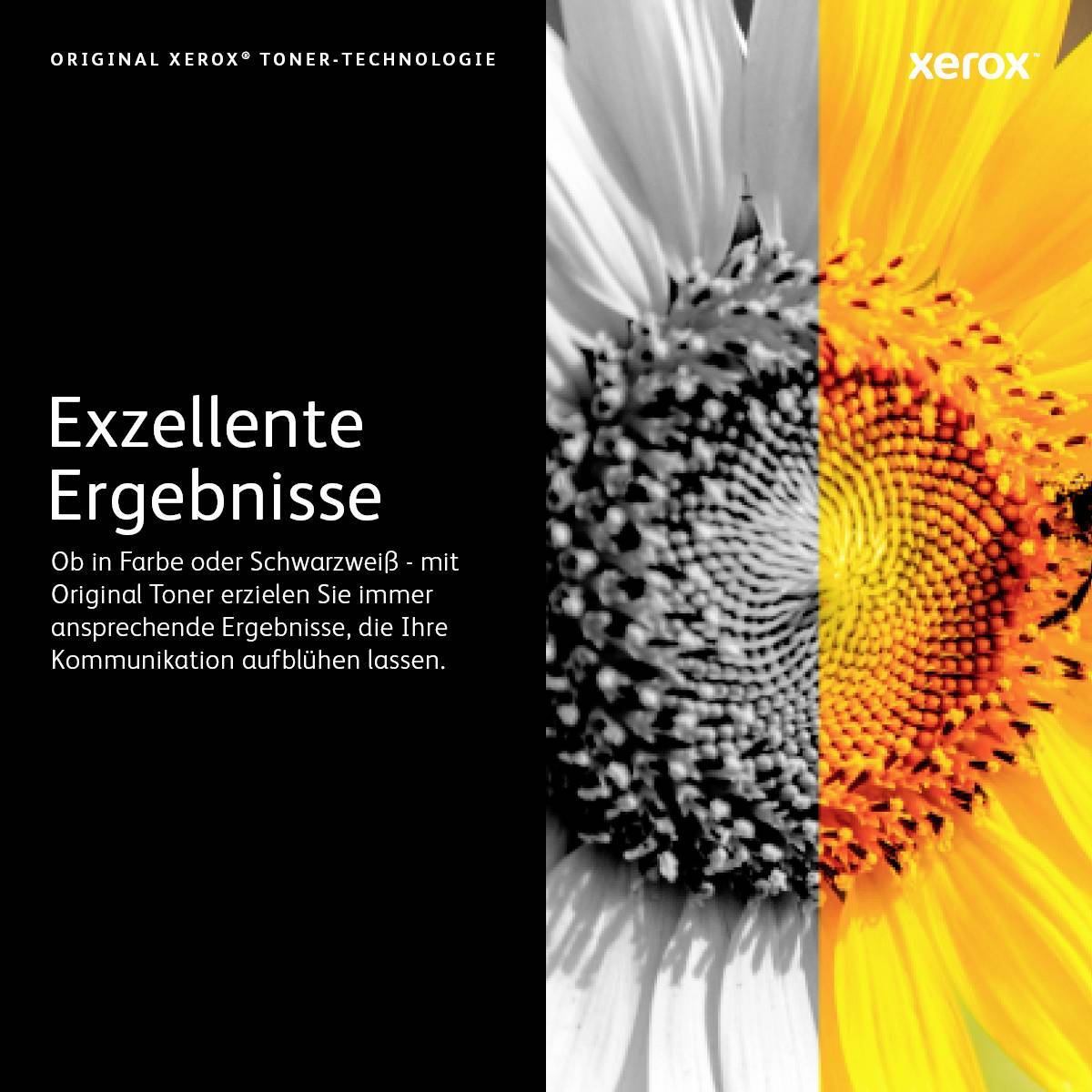 Linke Hälfte eines gelben Blütenfotos in schwarz-weiß; rechte Hälfte in Farbe. Text: 'Exzellente Ergebnisse - Original Xerox Toner-Technologie'.