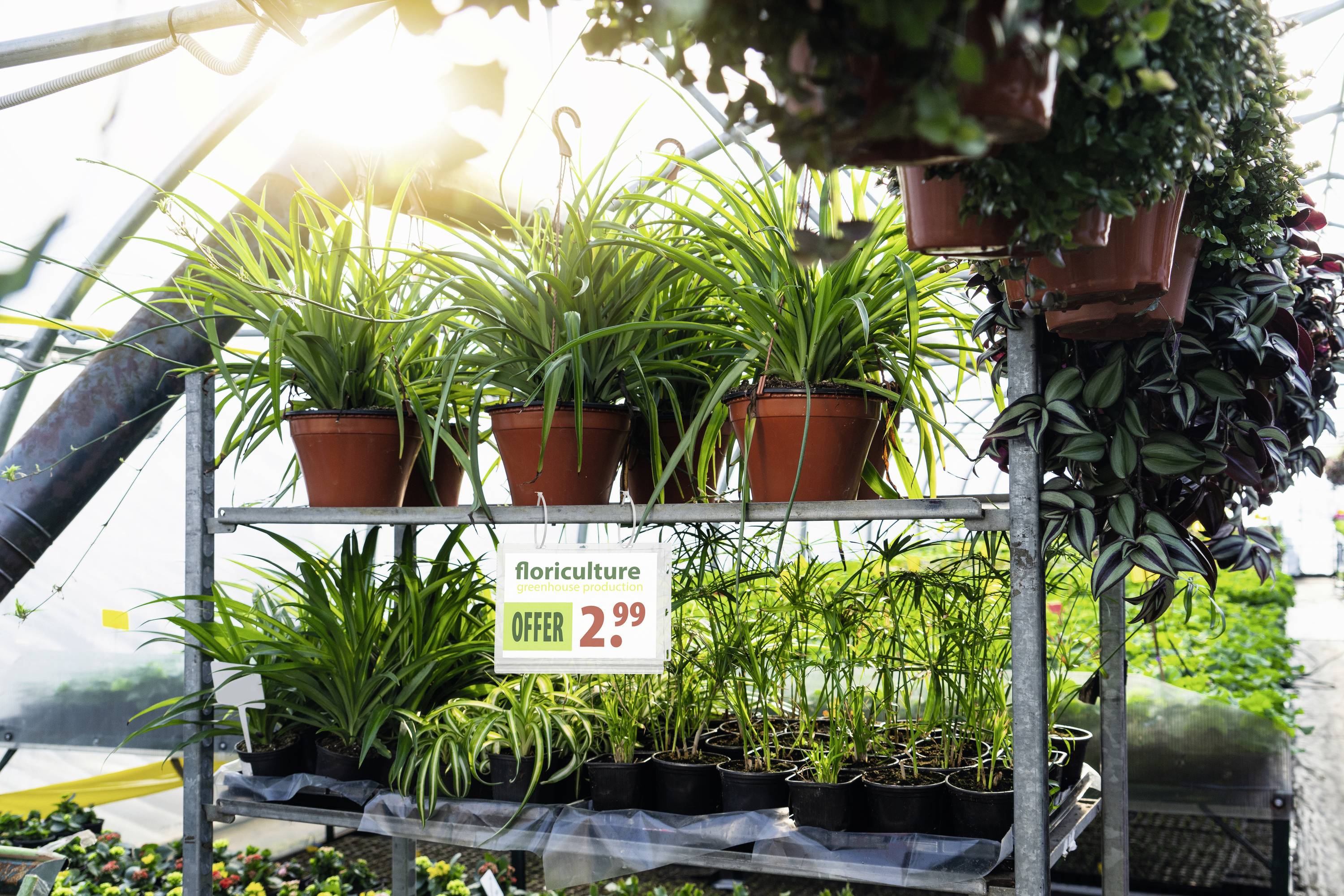 Pflanzen auf einem Regal in einem Gewächshaus mit einem Verkaufsschild: 'floriculture OFFER 2.99'. Sonnenlicht scheint herein.