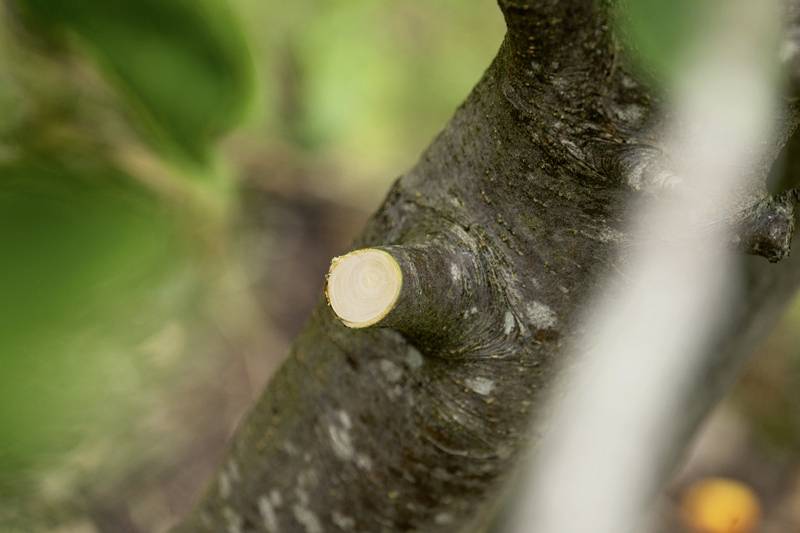 Ein abgeschnittener Ast an einem Baum. Der Fokus liegt auf der Schnittfläche des Astes, umgeben von unscharfem Laub.
