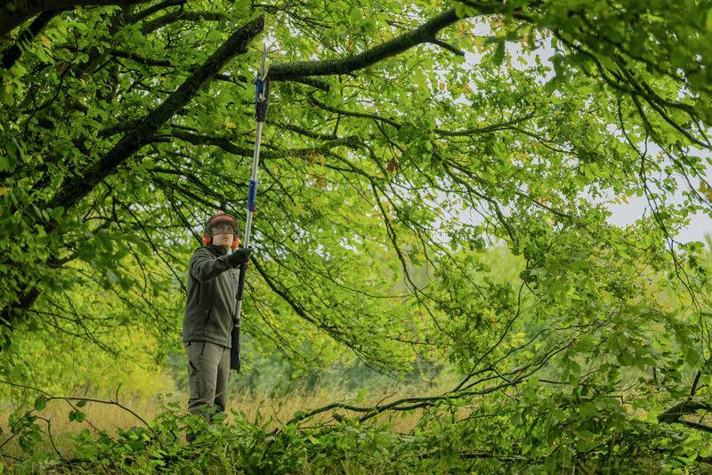 Eine Person schneidet mit einer langen Stange Äste von einem Baum in einem grünen Wald. Gras bedeckt den Boden, und der Himmel ist bewölkt.
