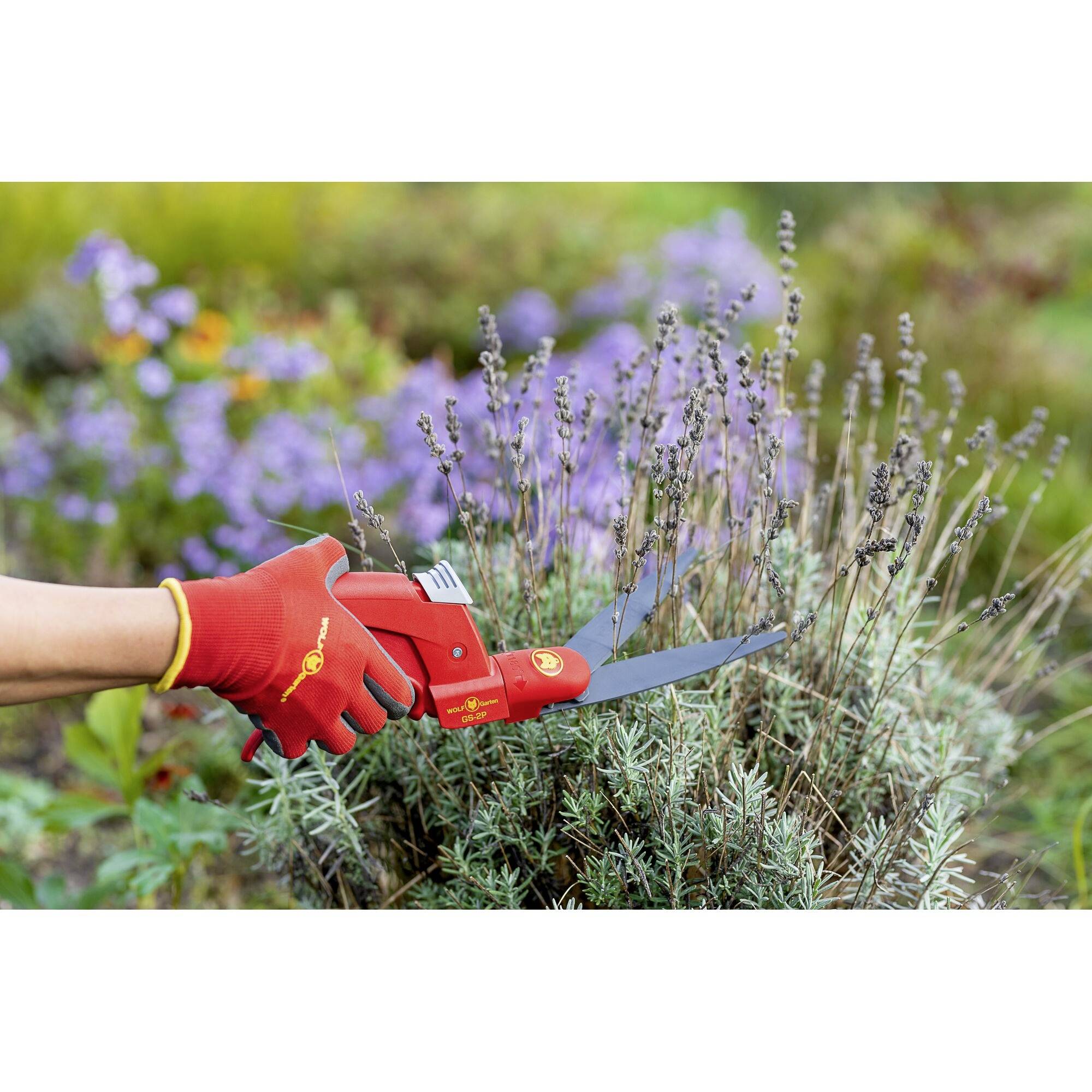Eine Hand mit roten Gartenhandschuhen schneidet Lavendel mit einer Gartenschere. Im Hintergrund blühen violette Blumen.