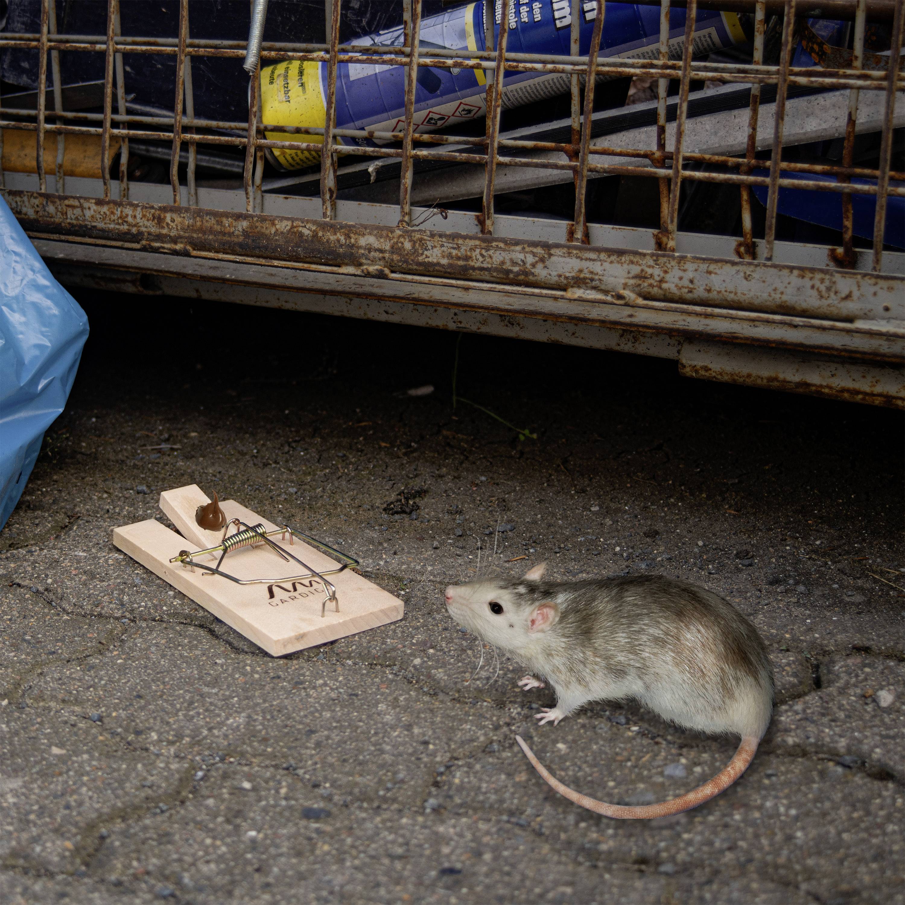 Eine Ratte neben einer leeren Mausefalle auf einer Betonfläche, im Hintergrund ein blauer Plastiksack und ein Metallzaun.
