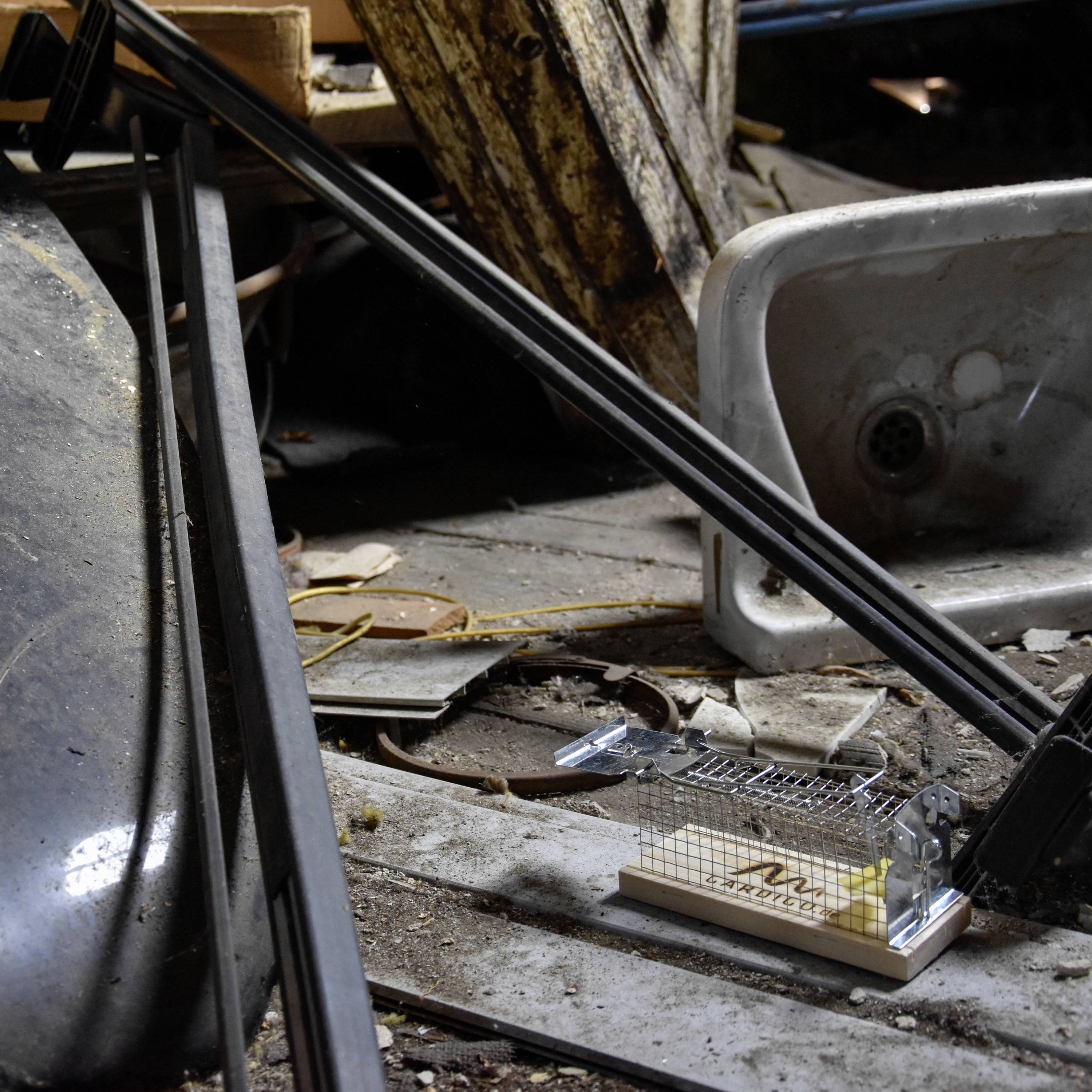 Mausefalle auf Boden in altem, vernachlässigtem Raum mit zerbrochenem Waschbecken und Schutt im Hintergrund.