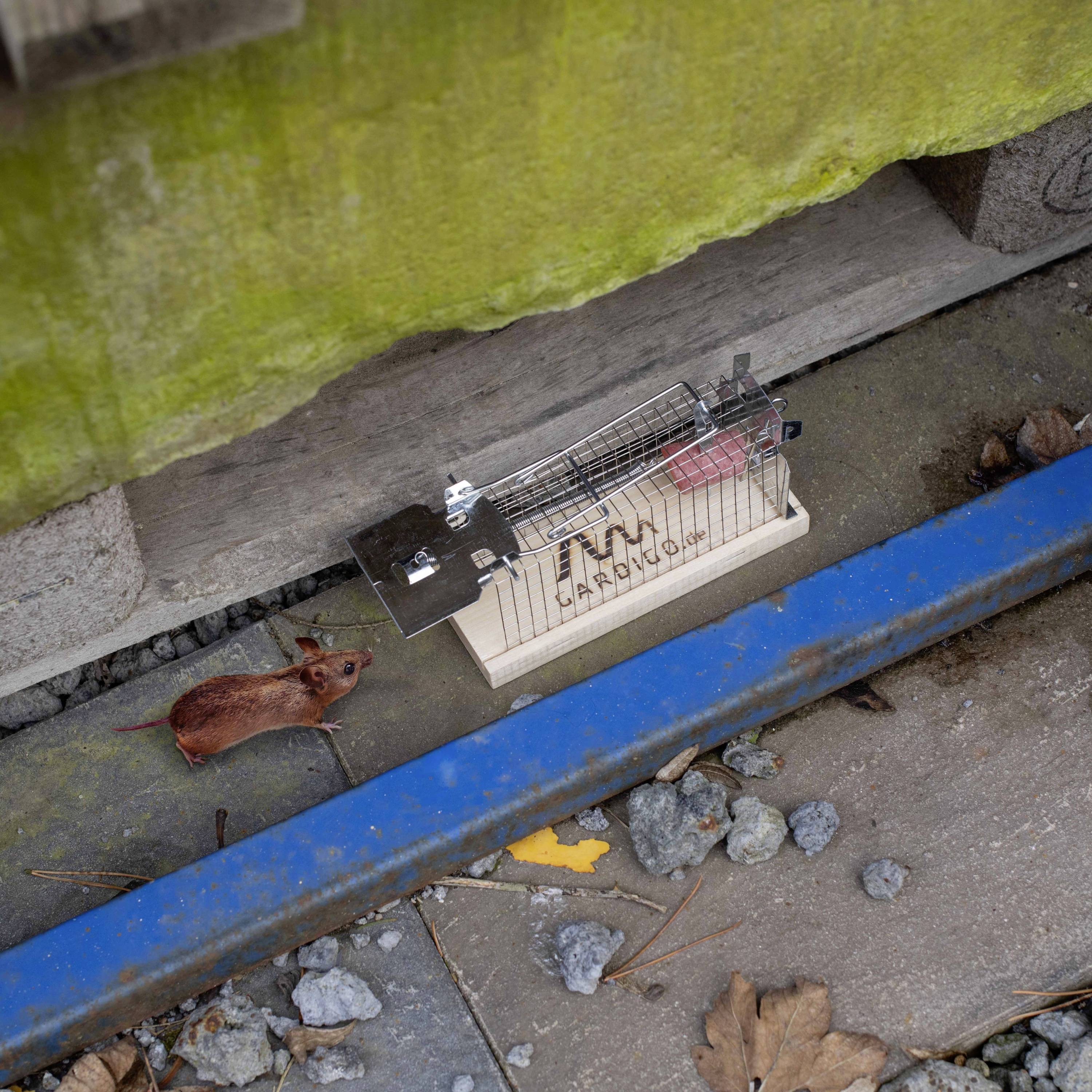 Maus vor einer Lebendfalle unter einem moosbedeckten Holzbalken. Umwelt zeigt herbstliche Blätter und Steine.