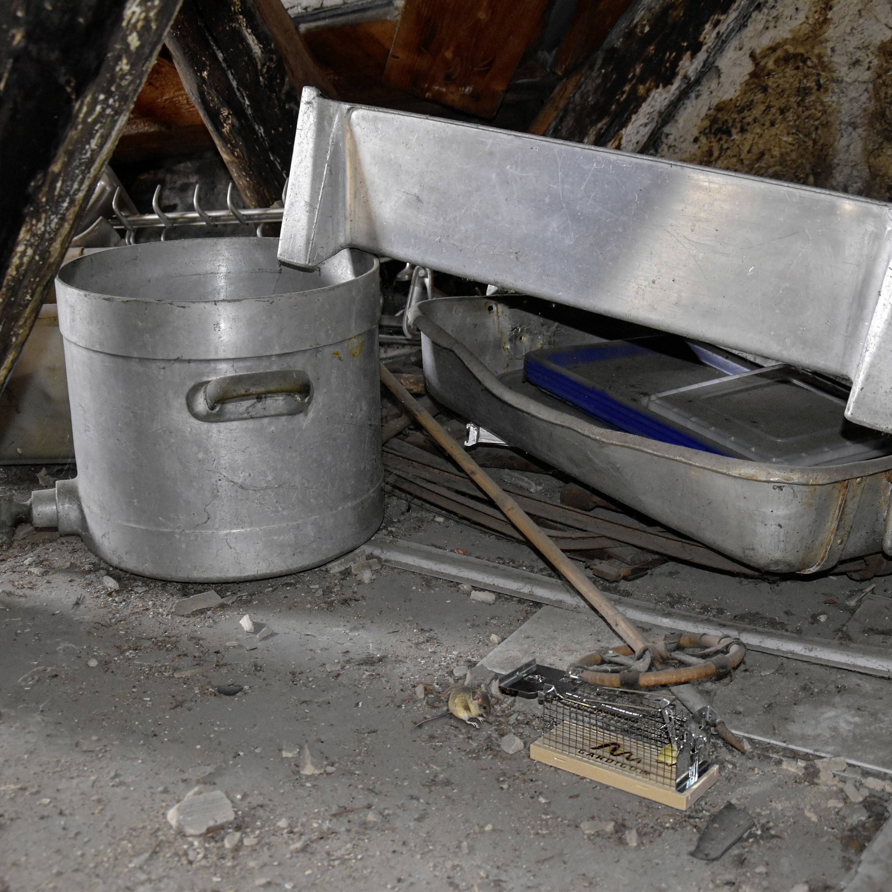 Ein verstaubter Dachboden mit einem umgekippten Zinnbehälter, einem flachen Metallbackblech und einer alten Mausefalle auf dem Boden.
