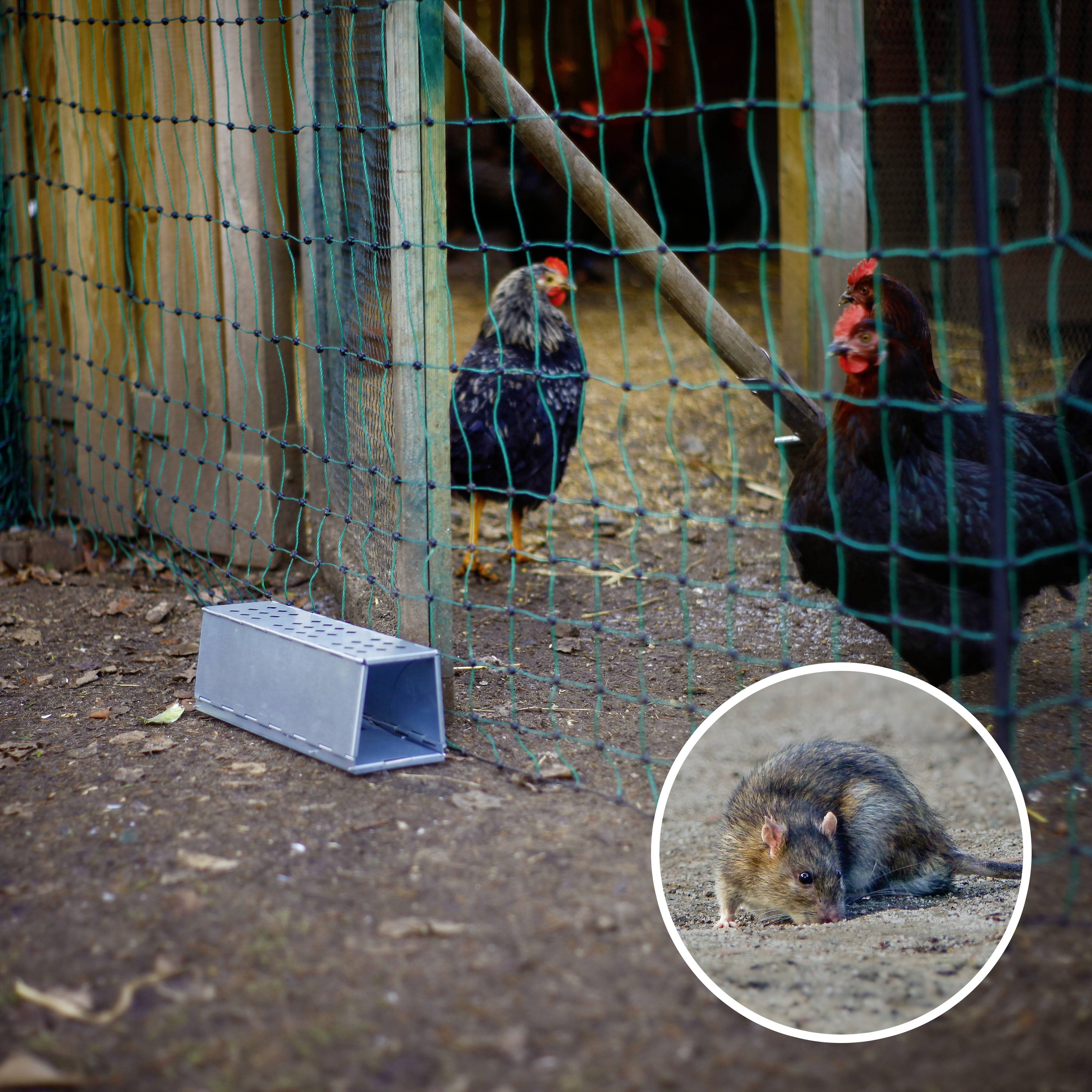 Hühner hinter einem Drahtzaun. Eine Rattenfalle liegt am Boden, ein eingekreistes Bild zeigt eine Ratte im Fokus.