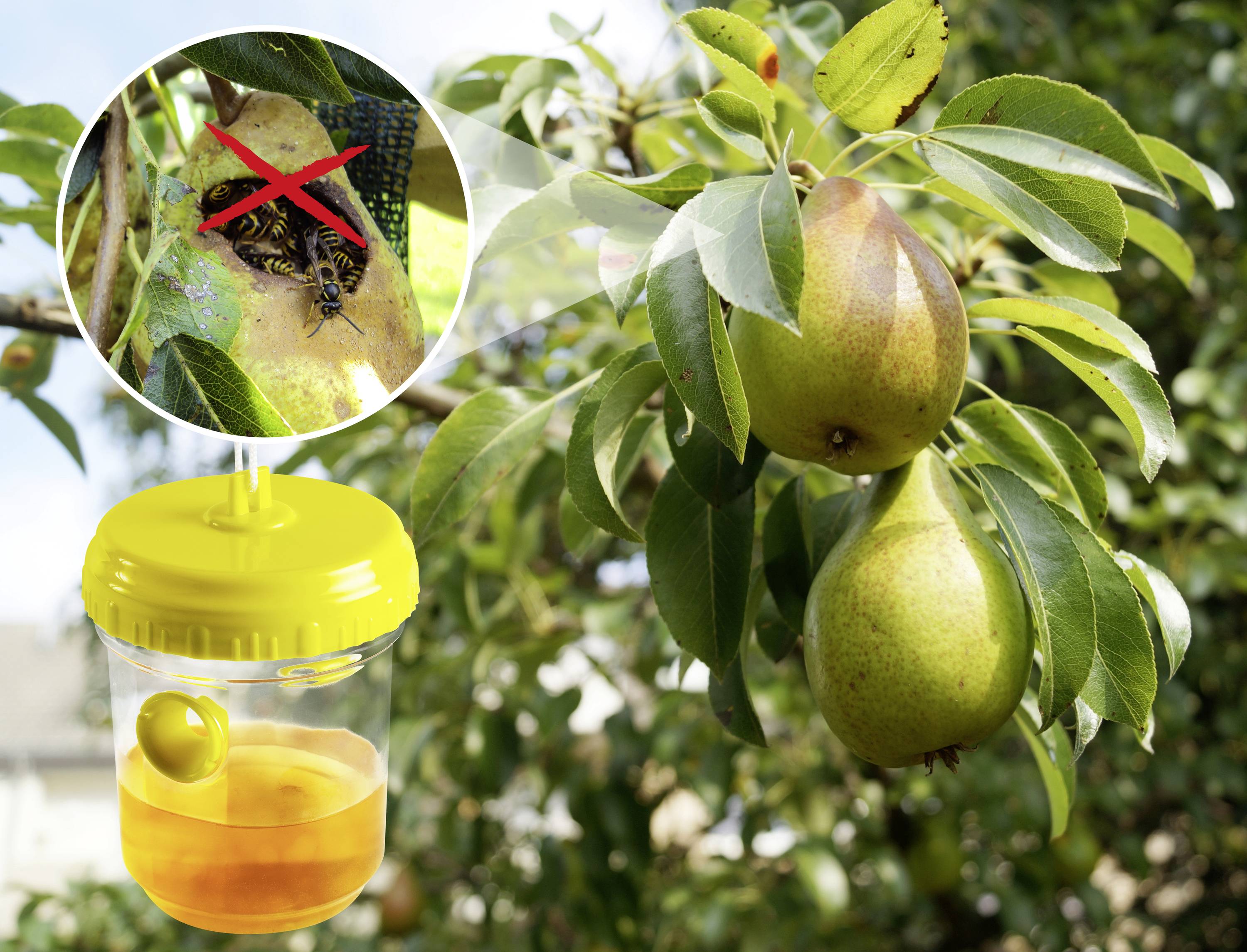 Ein Birnbaum mit reifen Birnen. Im Vordergrund eine gelbe Wespenfalle mit einer toten Wespe, durchgestrichen in einem vergrößerten Kreis.