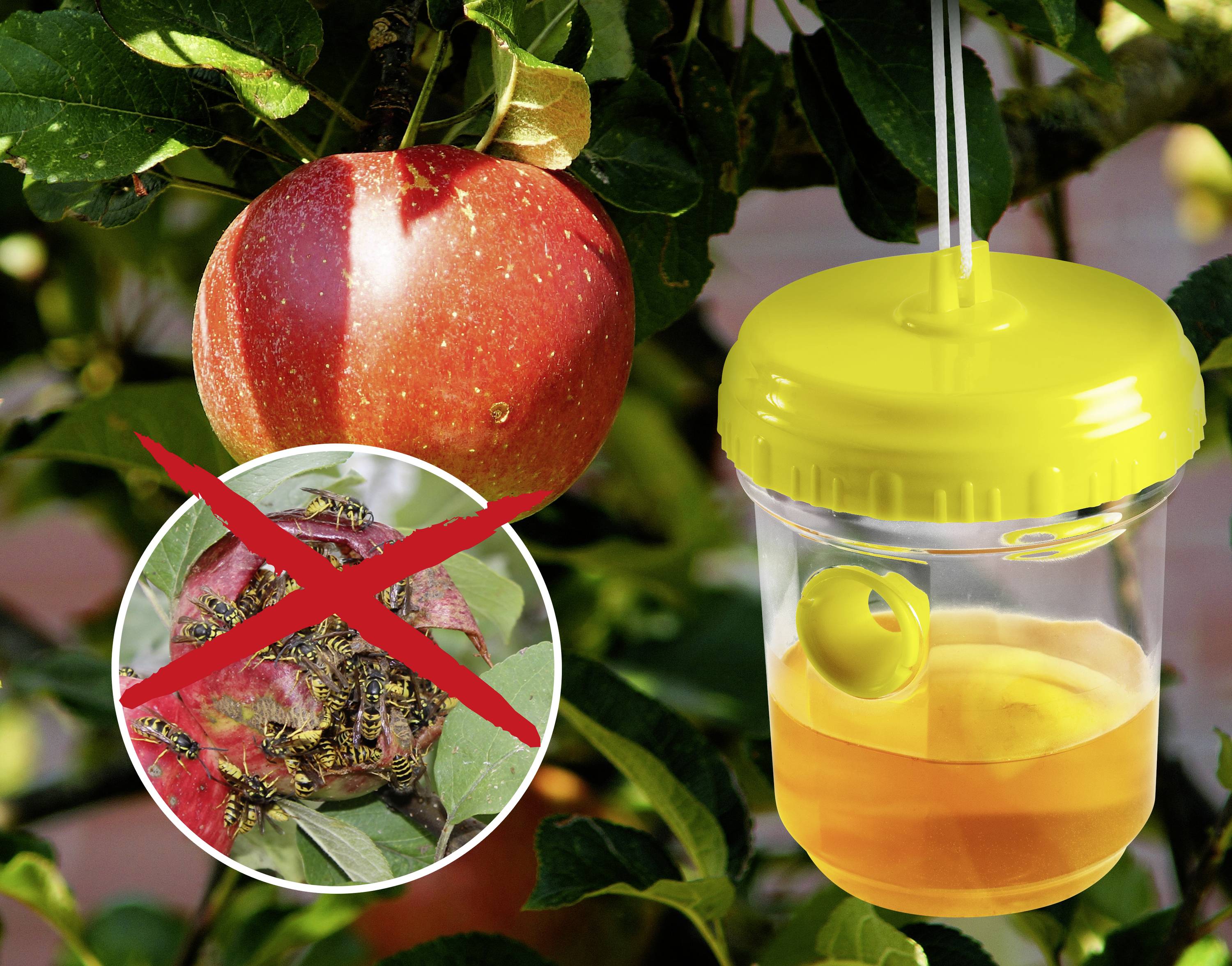 Eine rote Apfel hängt am Baum neben einem gelben Insektenfangbehälter. Ein Kreis mit durchgestrichenem Bild von Wespen auf faulen Äpfeln.