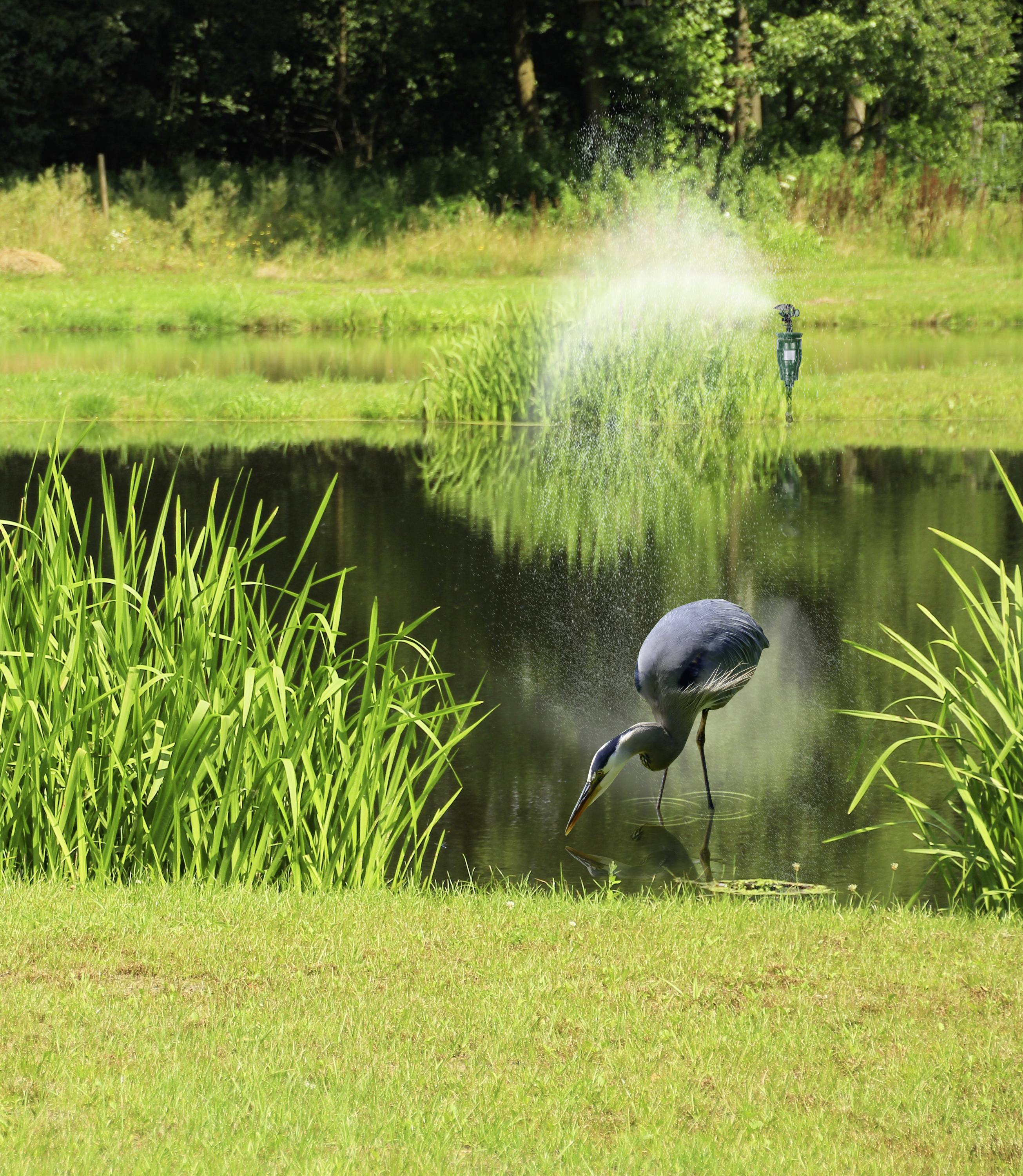 Ein Reiher steht in einem Teich umgeben von grünen Pflanzen, während im Hintergrund ein Springbrunnen Wasser sprüht.