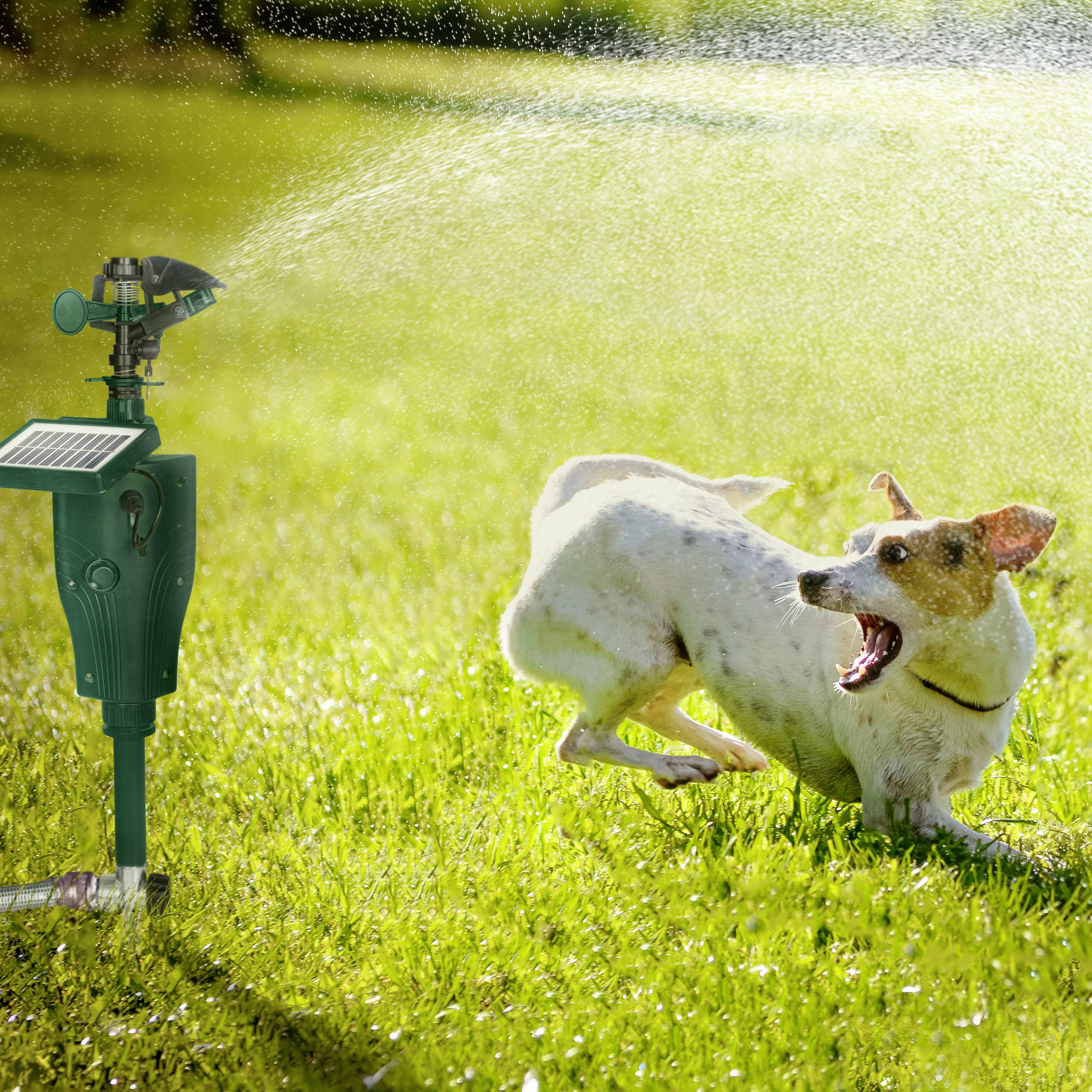 Ein Hund spielt im Garten mit einem Rasensprinkler. Der Sprinkler sprüht Wasser, und der Hund scheint freudig und überrascht.