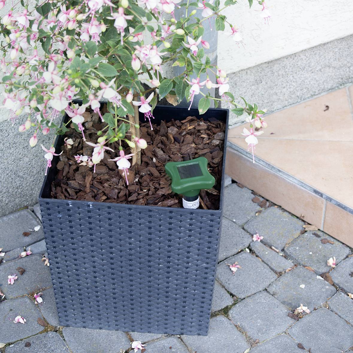 Blühender Fuchsia-Strauch in einem grauen Pflanzgefäß auf einem gepflasterten Boden, mit einem grünen Bewässerungssensor.