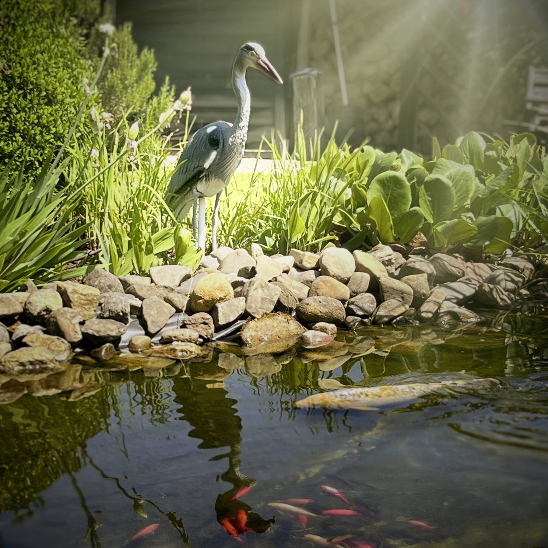 Ein Reiher steht neben einem Teich mit Koi-Fischen, umgeben von grünen Pflanzen und Steinen, im Sonnenlicht.