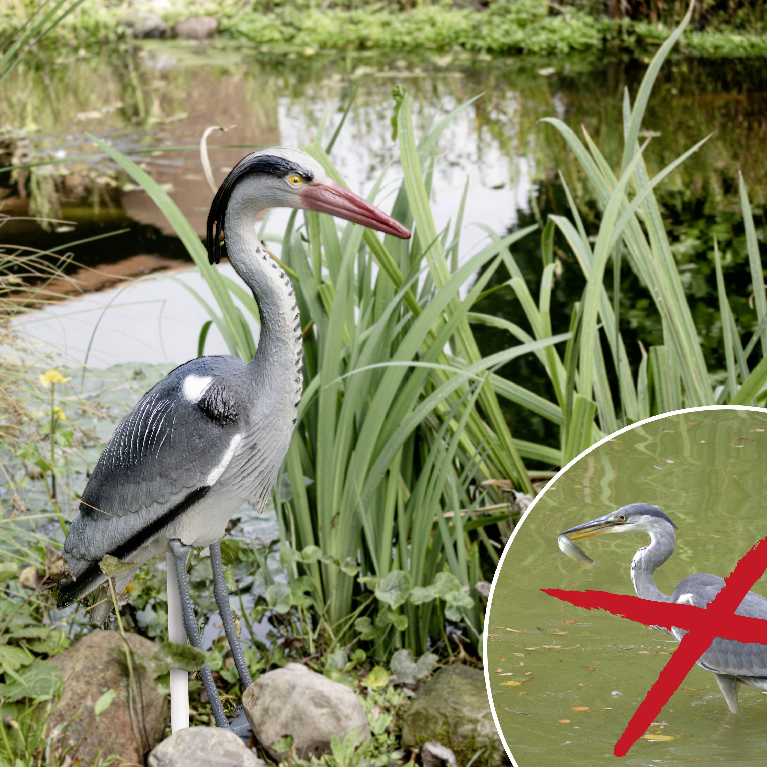 Ein Graureiher steht an einem Teich, von Gräsern umgeben. Ein runder Ausschnitt zeigt ein Verbotssymbol über einem anderen Reiher.
