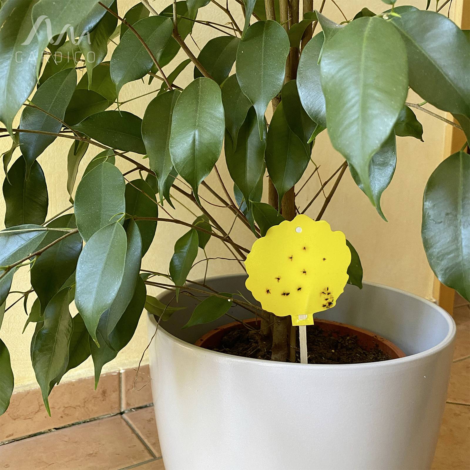 Gardigo 668005 Insekten-Klebetafel Klebefolie (B x H) 8.3cm x 21.5cm Gelb 5St.