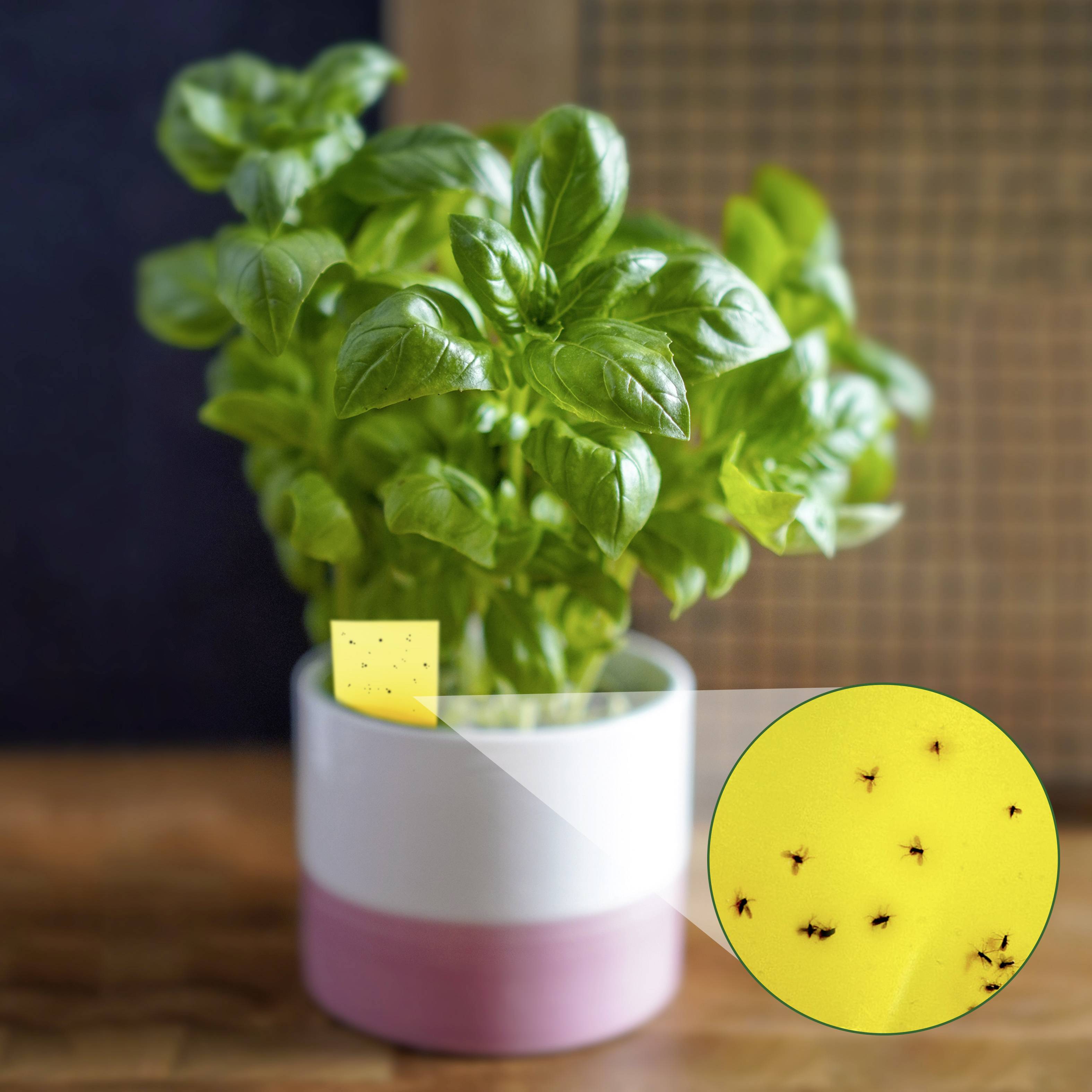 Pflanze in einem Topf mit gelbem Klebestreifen, der kleine schwarze Insekten gefangen hat. Indikator für Schädlingsbefall.