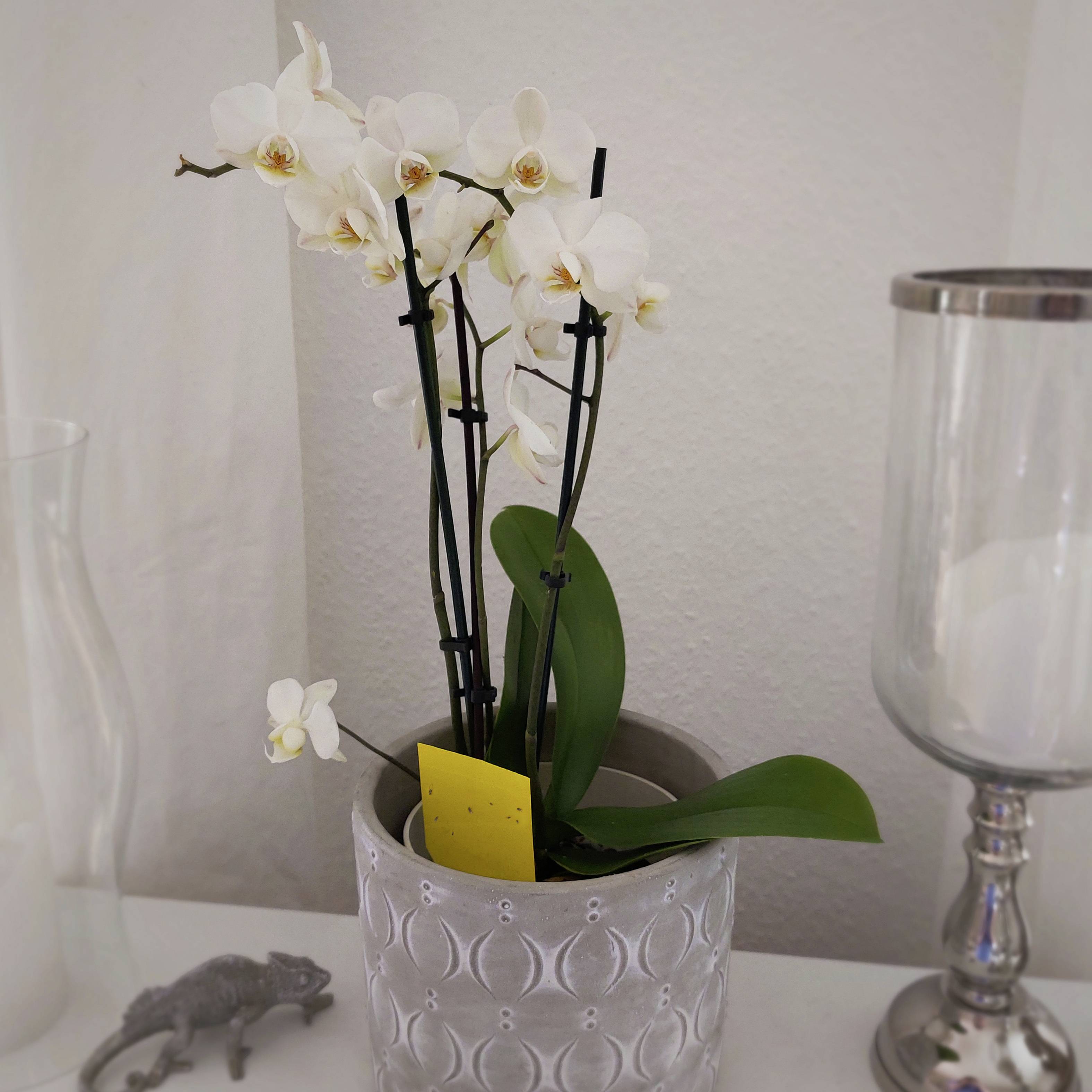 Eine Orchidee mit weißen Blüten steht in einem dekorativen Topf auf einem Tisch. Daneben befindet sich eine Kerze und eine kleine Katzenfigur.
