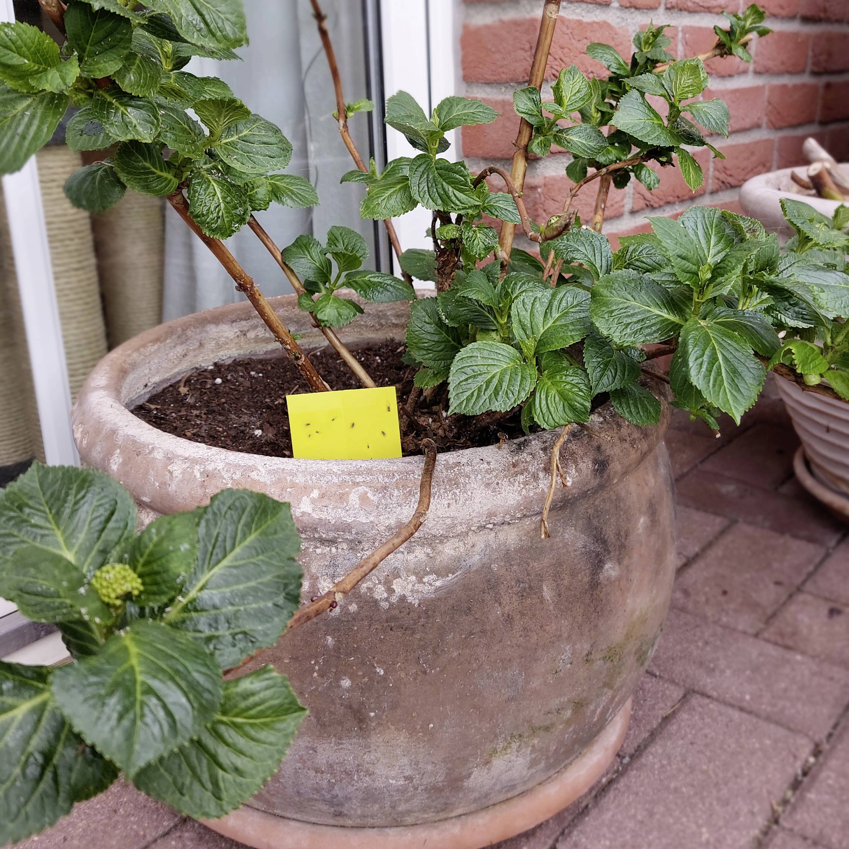 Ein grüner Strauch in einem Terrakotta-Topf auf einer Terrasse. Ein gelbes Etikett steckt in der Erde des Topfes.