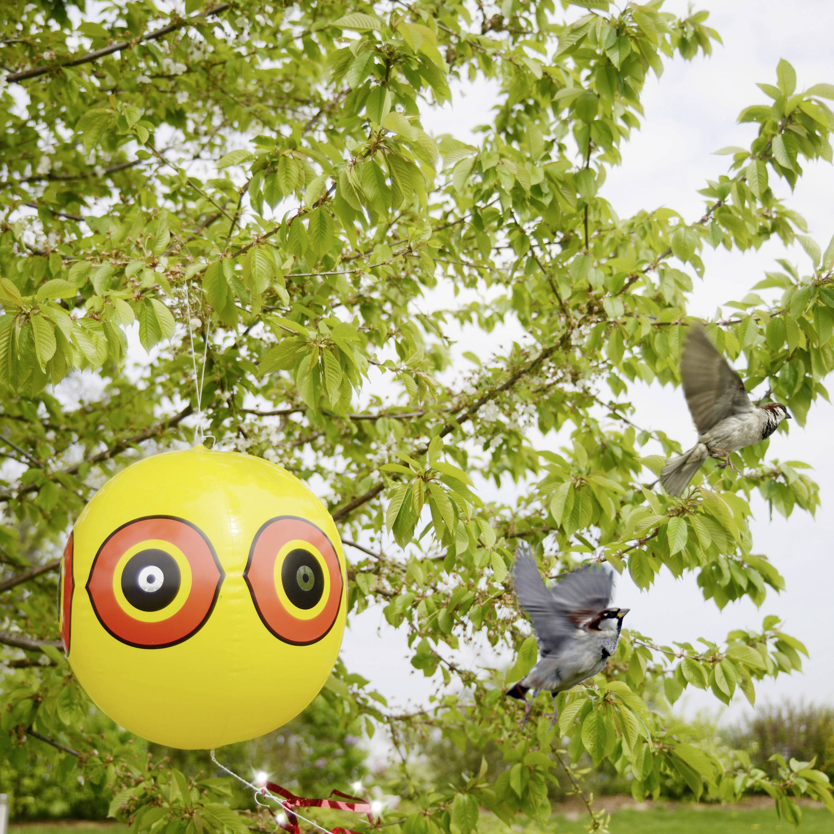 Ein gelber Ballon mit großen Augen hängt an einem Baum, um Vögel abzuschrecken; daneben fliegt ein Vogel vorbei.