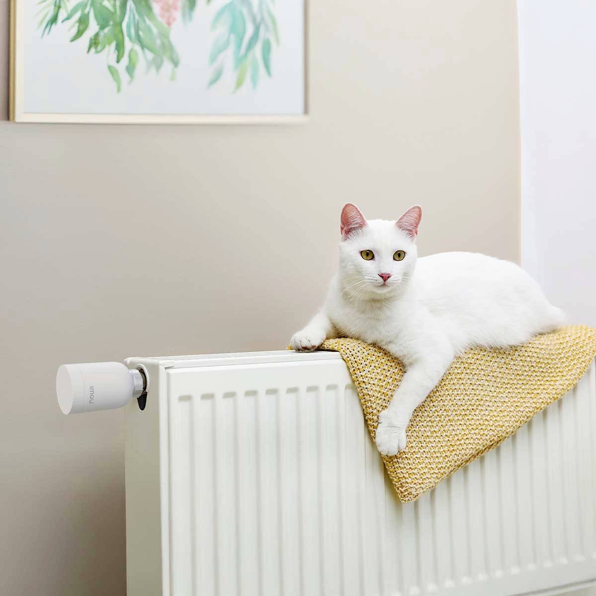 Eine weiße Katze liegt auf einem gelben Strickkissen auf einem Heizkörper. Im Hintergrund hängt ein Bild mit grünen Blättern und rosa Blüten.