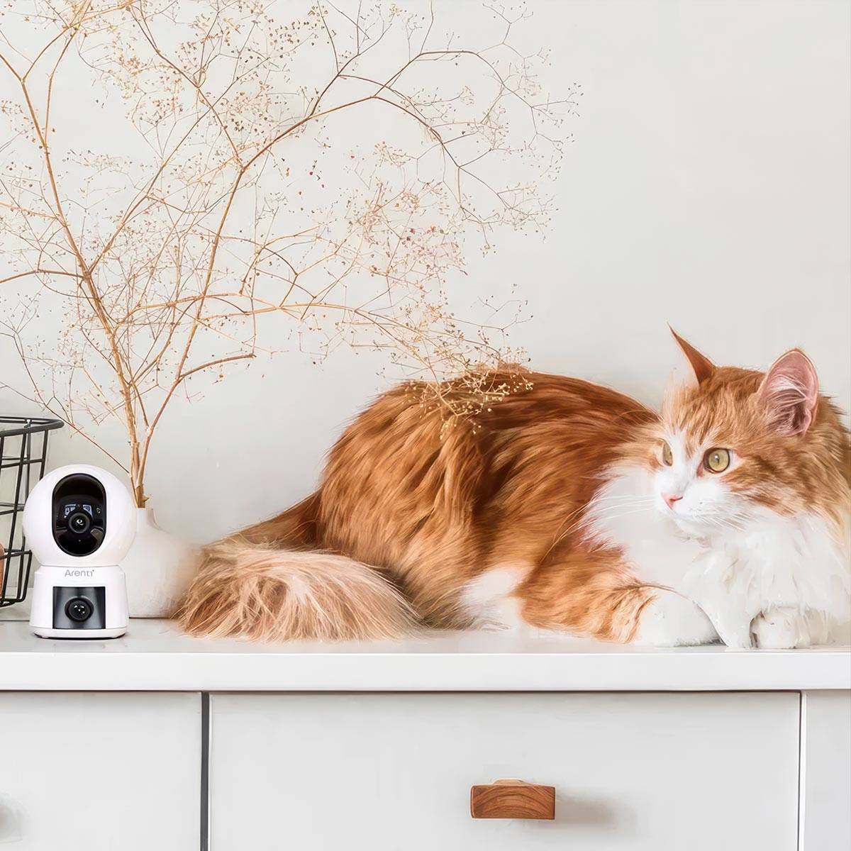 Arenti P3TT WLAN IP Überwachungskamera 2304 x 1296 Pixel