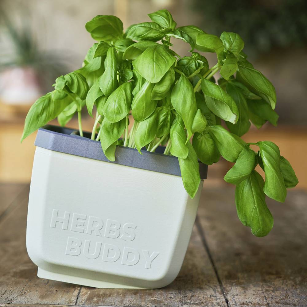 Kräutertopf mit grünen Basilikumblättern, auf einem Holztisch stehend. Der Topf trägt die Aufschrift 'HERBS BUDDY'.