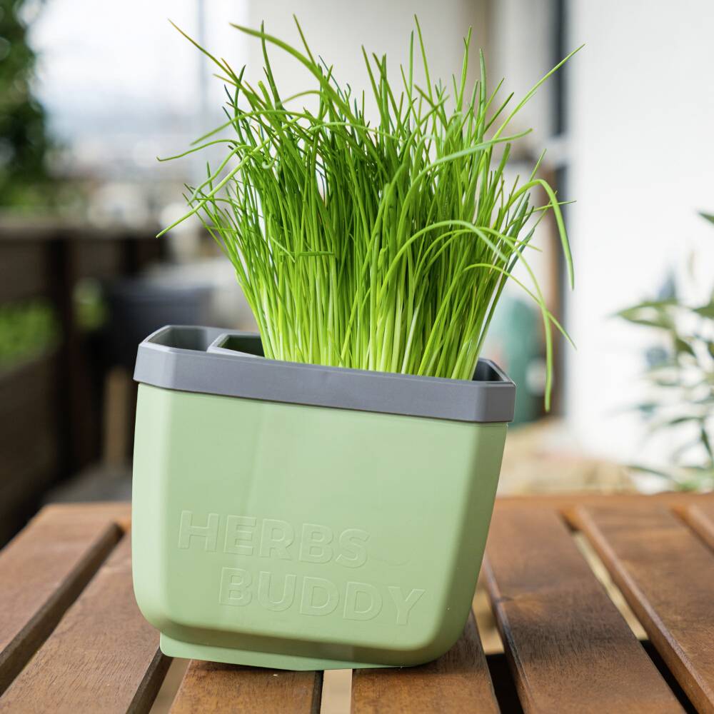 Ein grüner Topf mit der Aufschrift 'HERBS BUDDY' enthält frisches, grünes Gras, steht auf einem Holztisch im Freien.