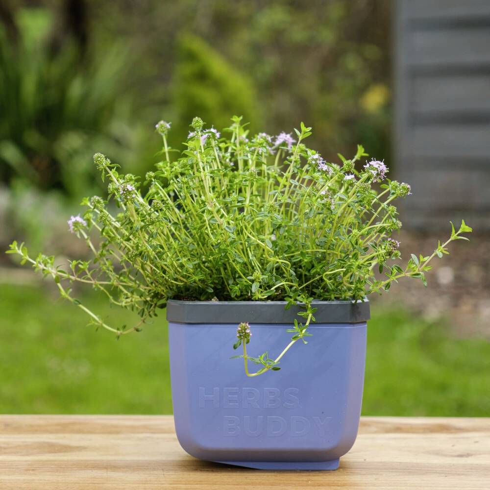 Blumentopf mit Kräuterpflanze auf einem Holztisch im Freien, mit unscharfem grünen Hintergrund.