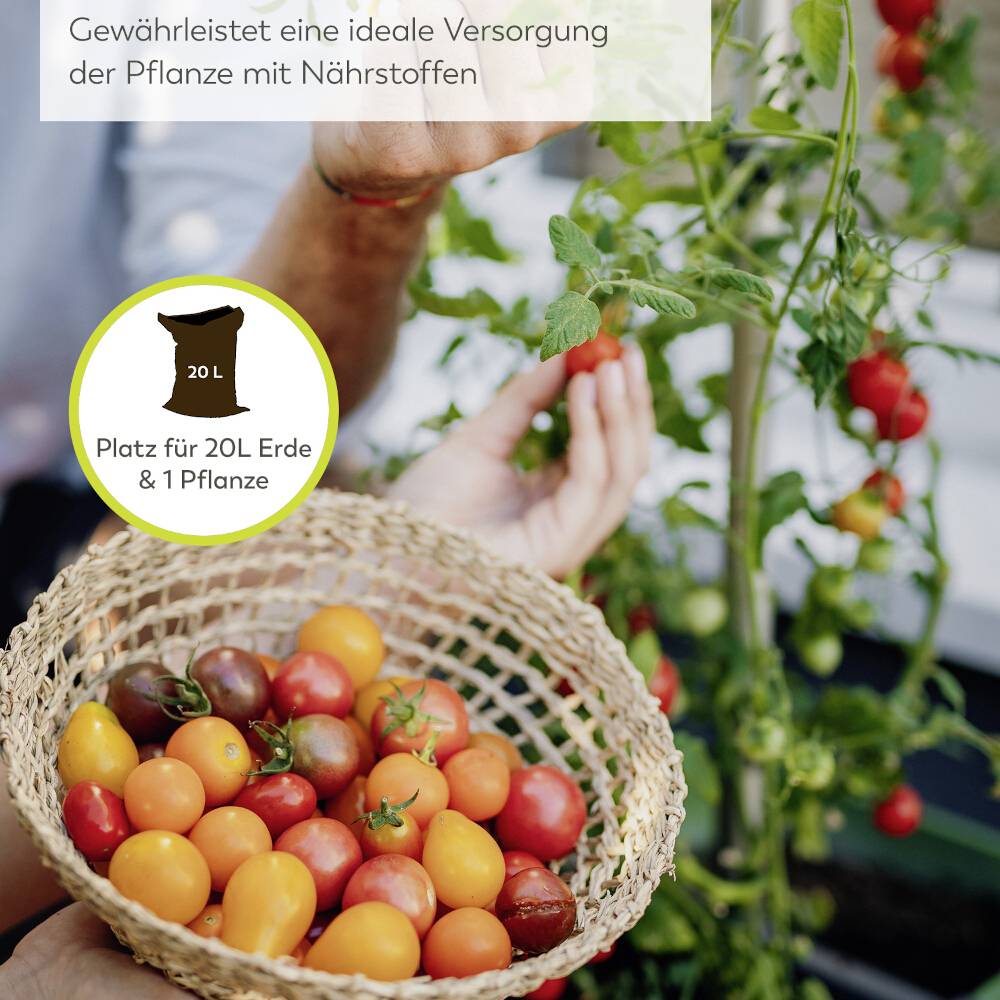 Person erntet reife Tomaten von einer Pflanze in einem Garten, während ein anderer Korb mit bunten Tomaten hält.