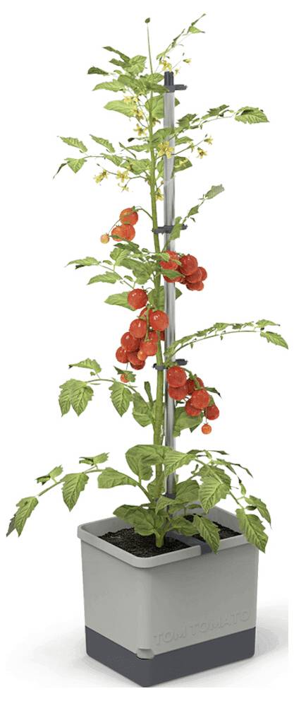Ein Tomatenpflanzensystem mit einem grauen Pflanzkasten und einem Metallstab zur Unterstützung des Wachstums. Die Pflanze trägt rote Tomaten.