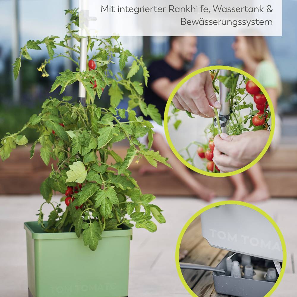 Grüner Pflanzkübel mit Tomaten, integriertem Rankhilfe- und Bewässerungssystem. Hände pflücken Tomaten. Bewässerungssystem in Aktion.