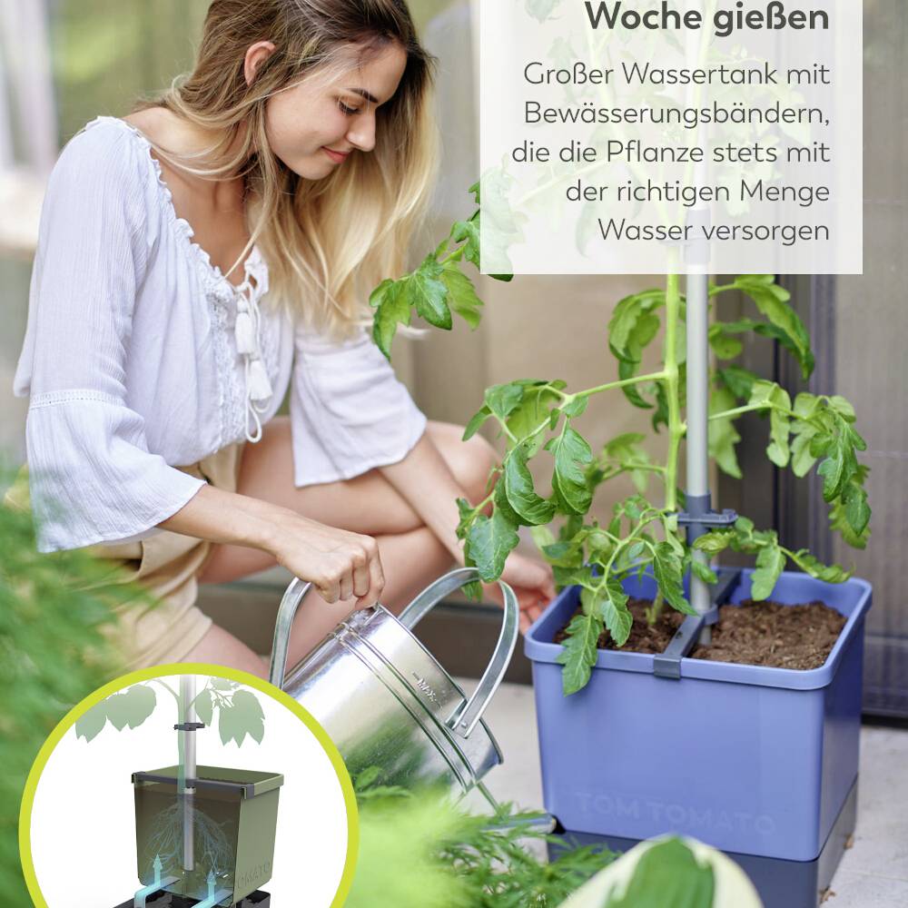 Eine Frau gießt Tomatenpflanzen in einem Gewächshaus. Text auf dem Bild: 'Jede Woche gießen mit großem Wassertank.'