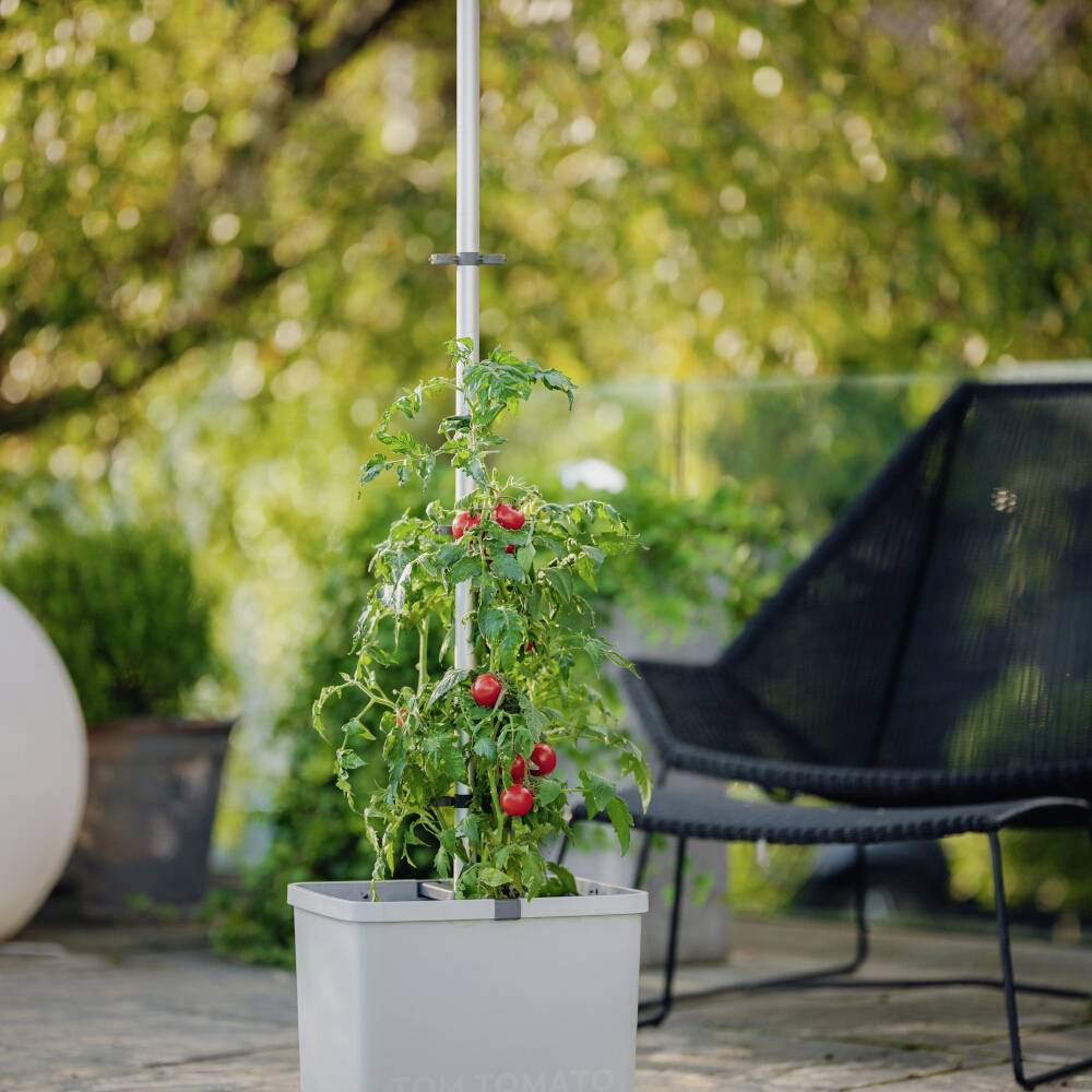 Tomatenpflanze wächst in einem großen Topf auf einer Terrasse, unterstützt von einem Pflanzenstab. Reife Tomaten hängen an den Zweigen.