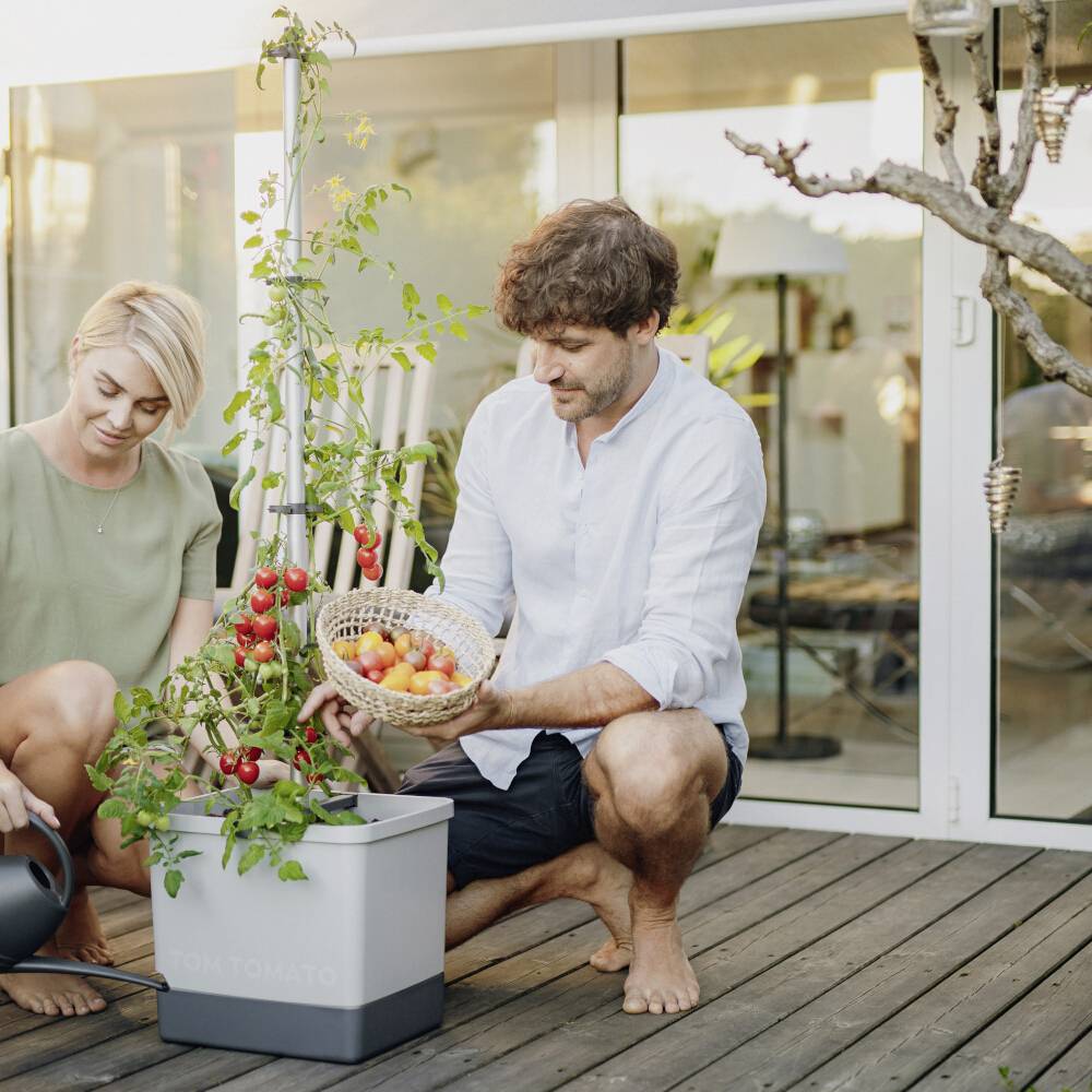 Eine Frau gießt Tomatenpflanzen, während ein Mann einen Korb mit geernteten Tomaten hält. Sie befinden sich auf einer Terrasse.
