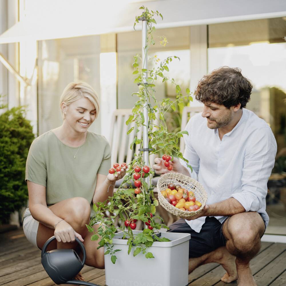 Ein Mann und eine Frau ernten Tomaten von einer Pflanze auf einer Terrasse. Sie wirken zufrieden und halten einen Korb mit Tomaten.