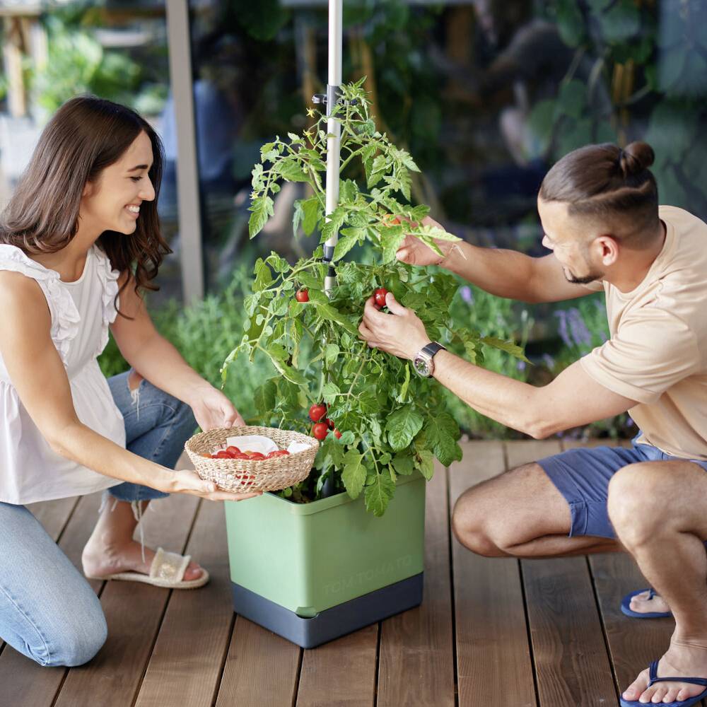Eine Frau und ein Mann pflücken Tomaten von einer Pflanze auf einer Terrasse. Beide lächeln und scheinen Freude an der Gartenarbeit zu haben.