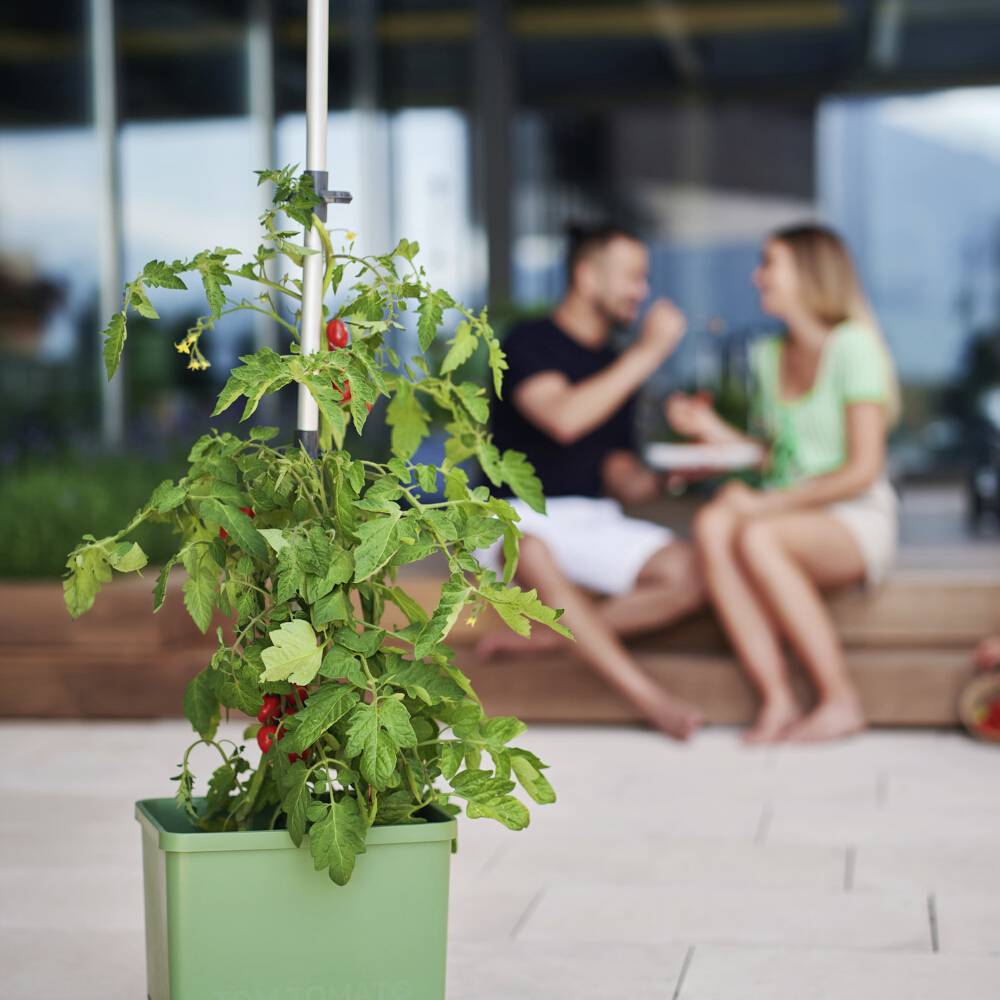 Tomatenpflanze in grünem Topf im Vordergrund, unscharfer Hintergrund zeigt zwei Personen, die sich unterhalten. Urbaner Kontext.